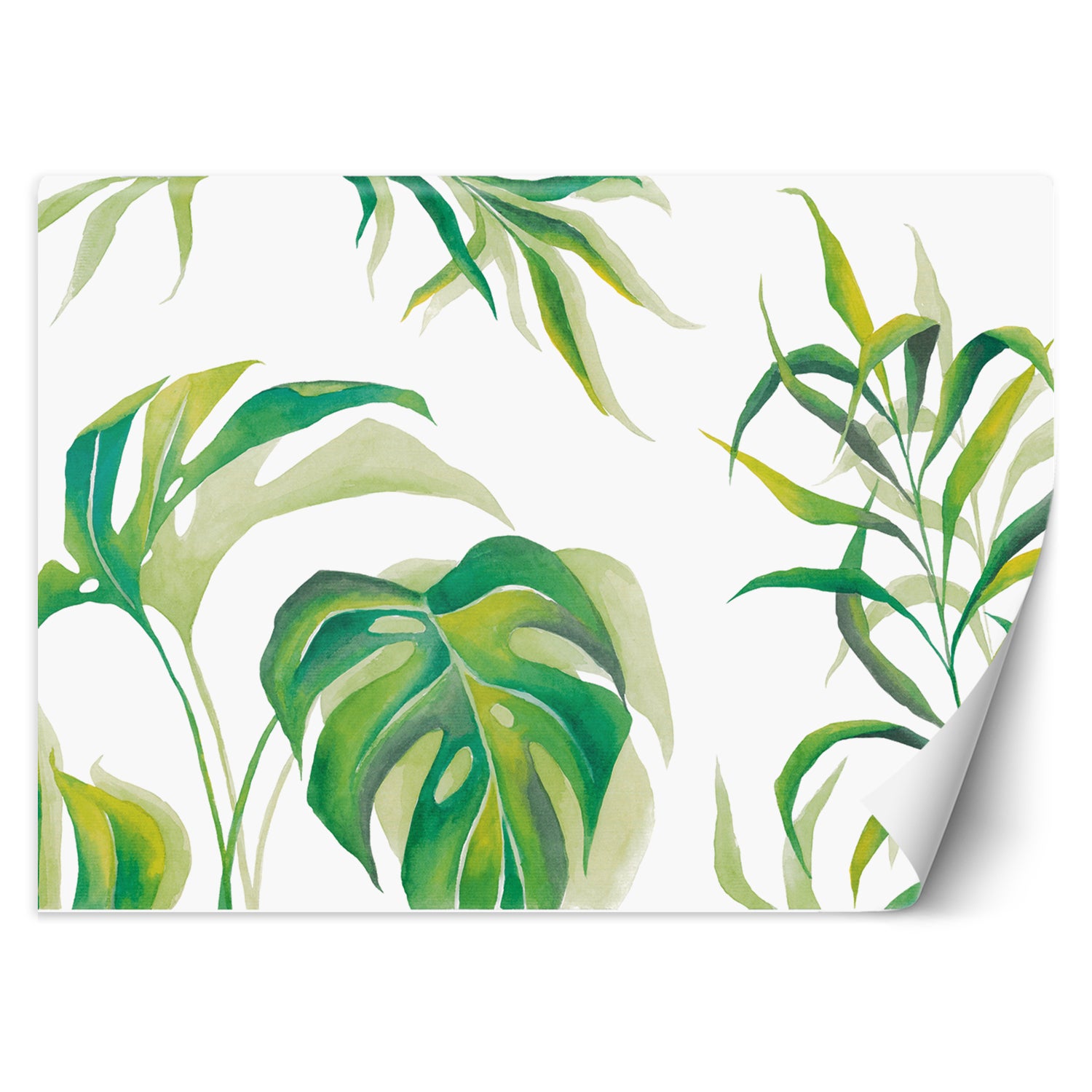 Fototapeta, Liście Monstera 250x175
