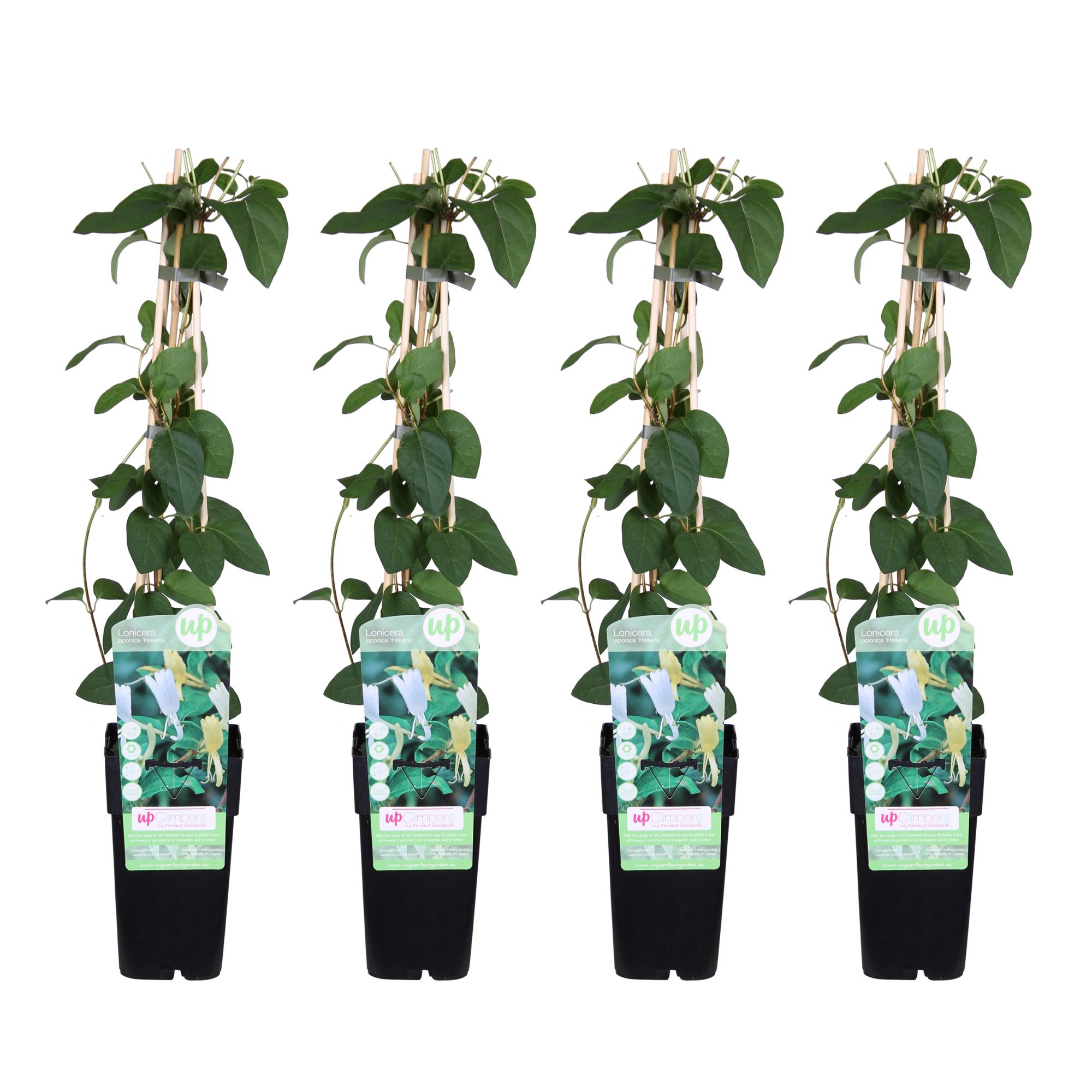Lonicera japonica 'Halliana' - Wiciokrzew biały pnący - 65 cm - Doniczka Ø15 cm