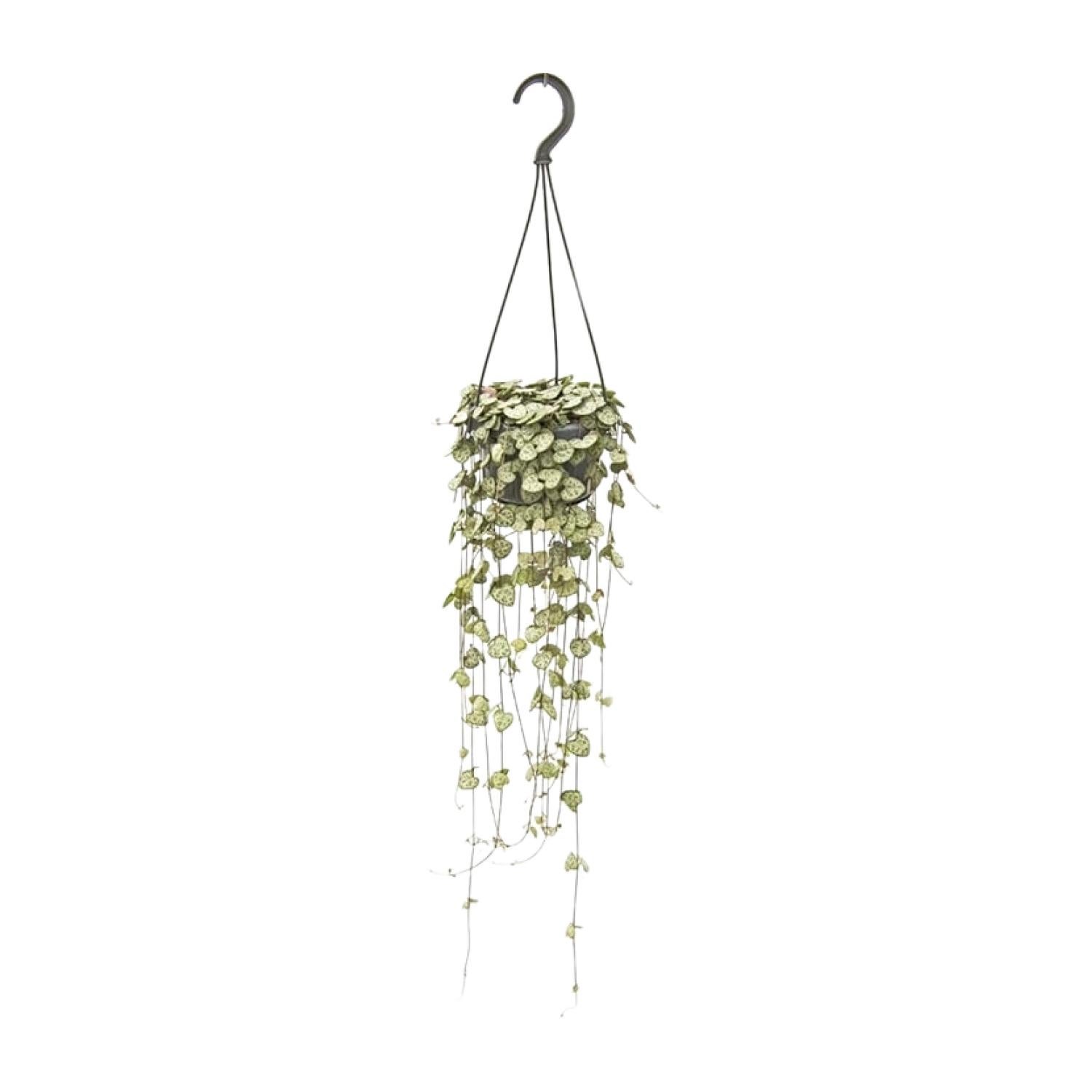 Ceropegia Woodii Hang doniczka Ø14cm H50cm – Roślina wisząca do wnętrz, łatwa pielęgnacja