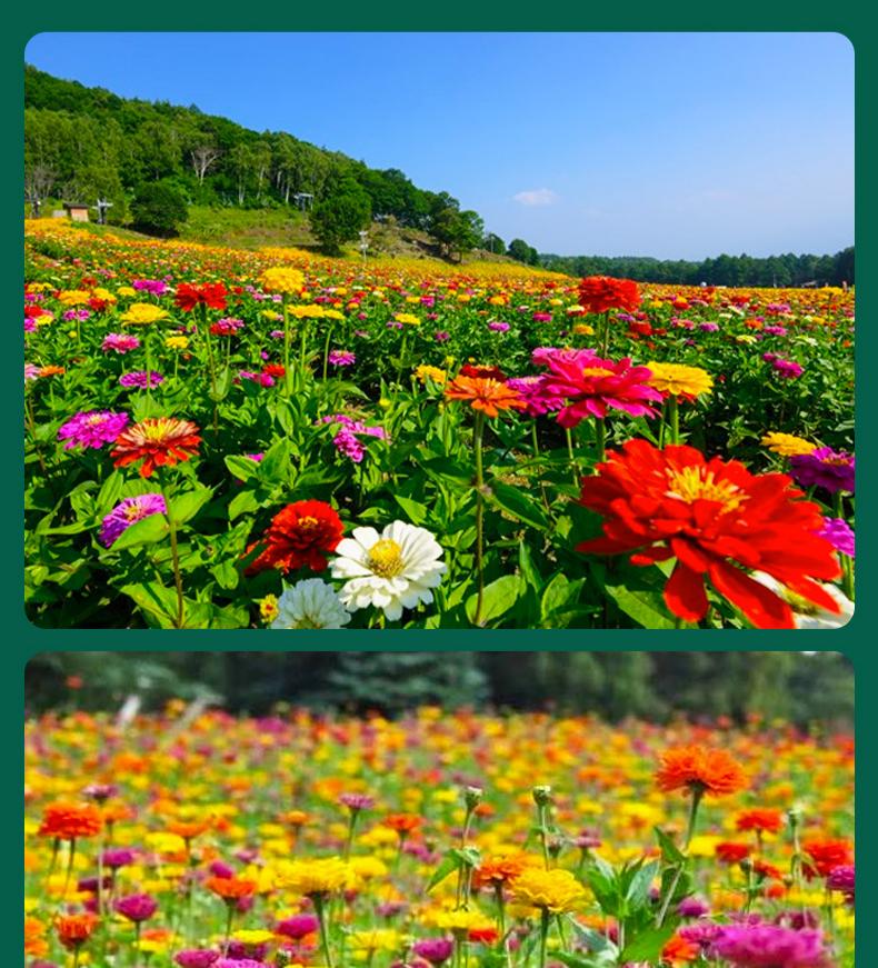 1000 graines de zinnia,graines de fleurs,floraison en pot,taux de germination élevé,idéal pour la culture en intérieur et au jardin(rouge)-SIENTICE - 5