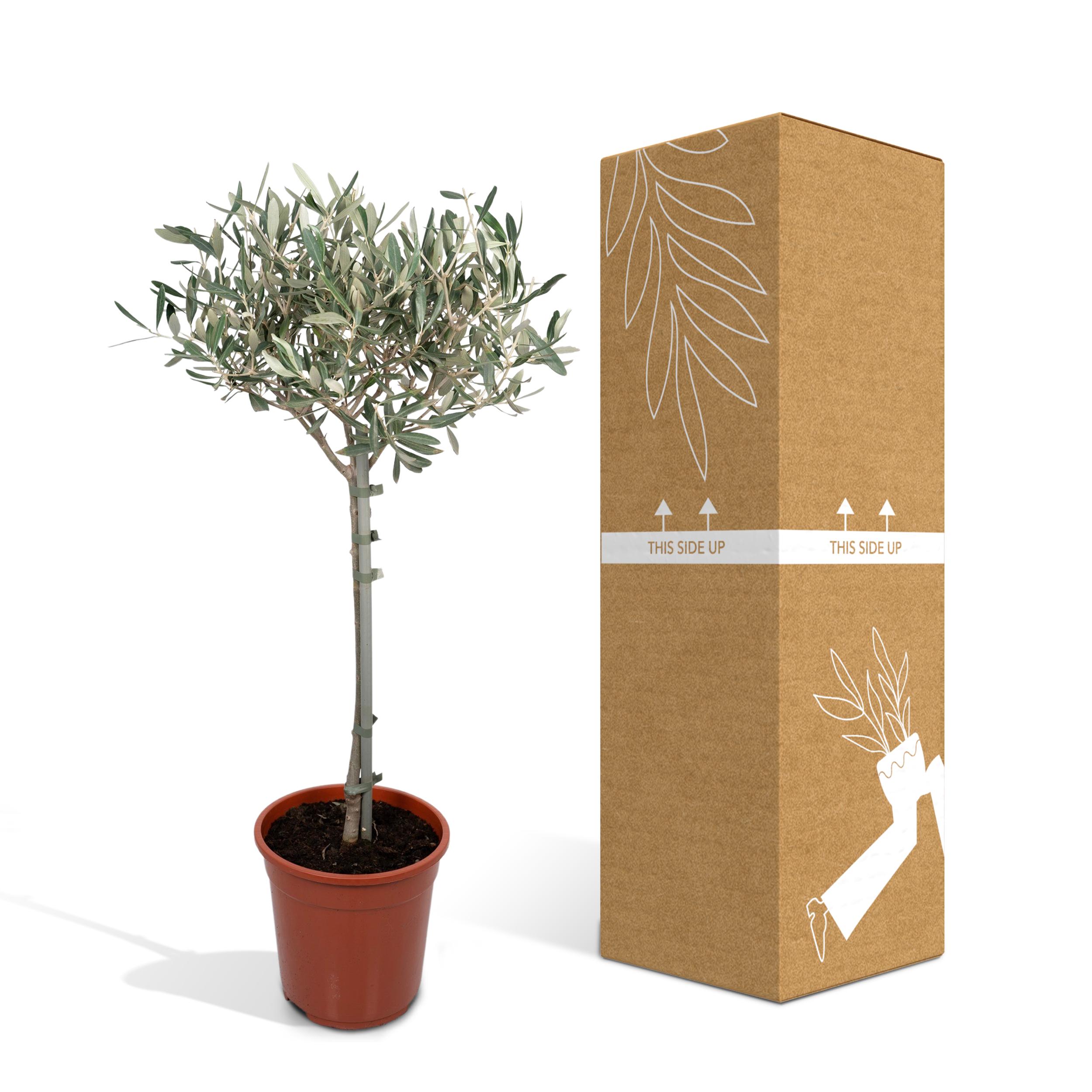 Olea Europaea - Olivier standard à feuillage argenté - Hauteur 90cm - Pot Ø19cm - 5