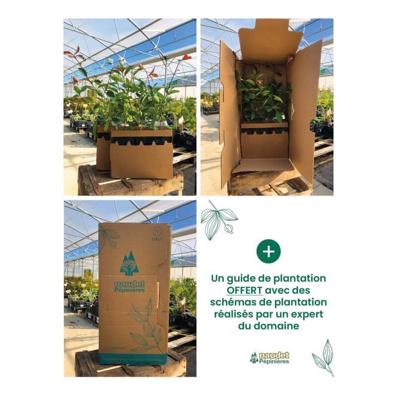 10 Laurier Cerise Du Caucase (Prunus Laurocerasus Caucasica) - Haie de Laurier du Caucase - - Pépinières Naudet - 4