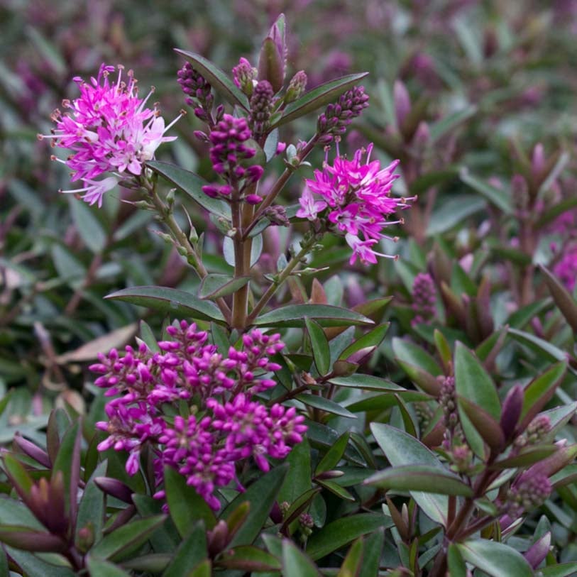 Veronica Raspberry Hébé, Véronique arbustive 'Raspberry Ripple' Pot de 2L/3L | Leroy Merlin