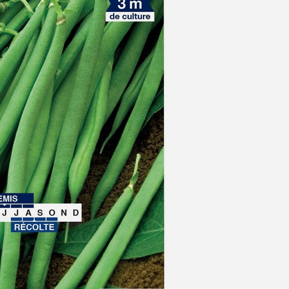 Graines haricot nain argus BIO Les Doigts Verts 100g - 5