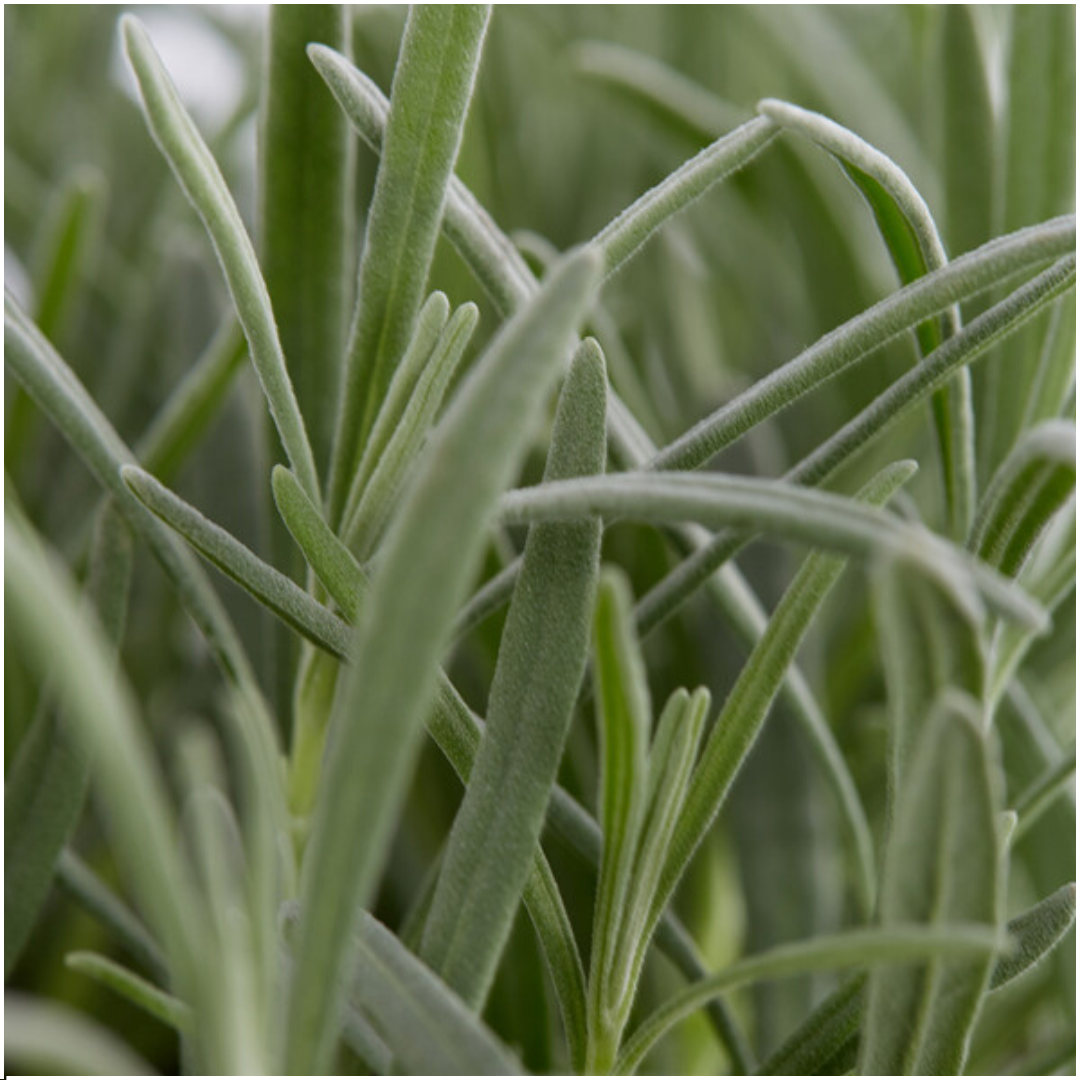 2x Set da 6 Lavandula angustifolia – Vaso Ø7 cm – Altezza 15 cm – Profumata e resistente - 5