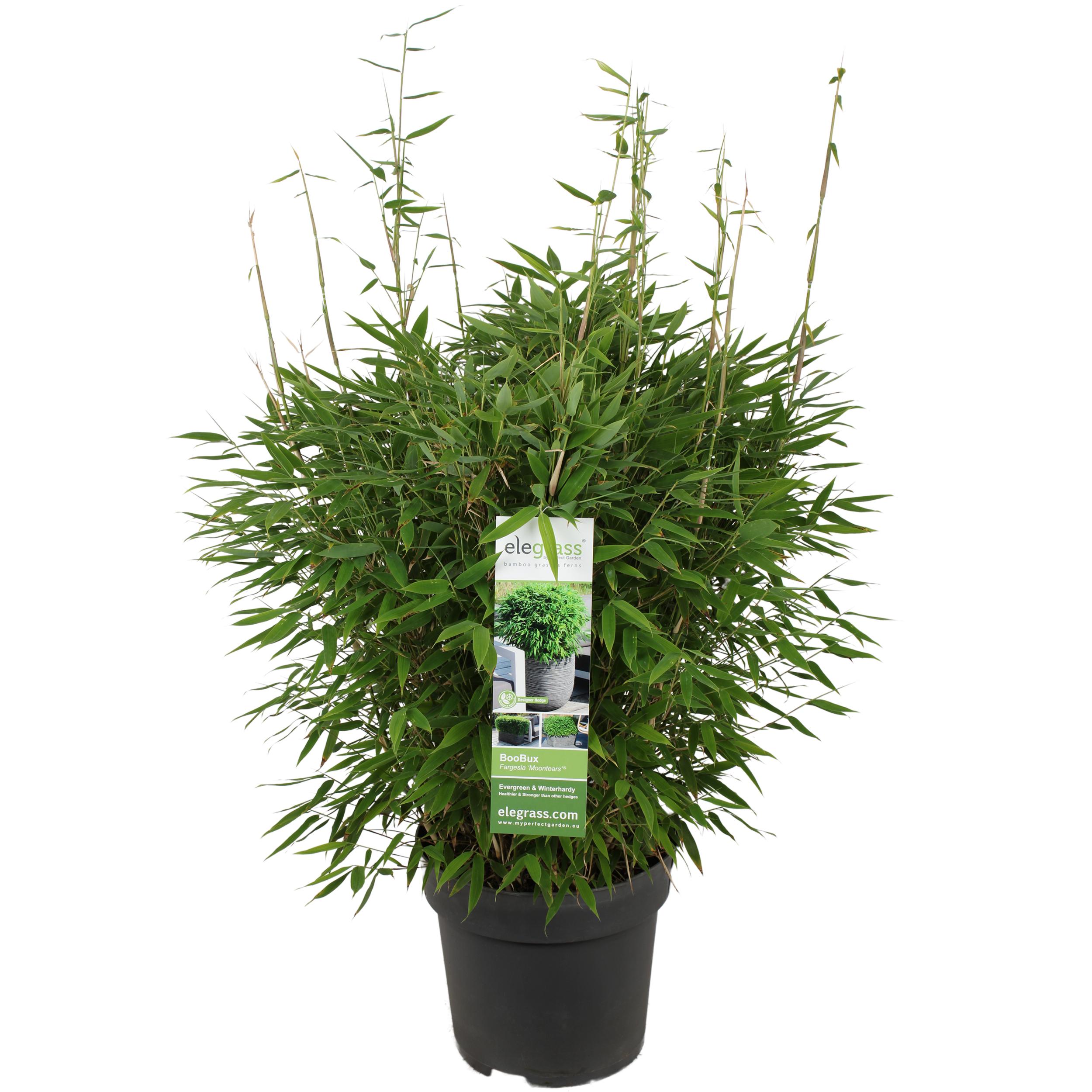 Fargesia 'Moontears' Boobux - Zwarty bambus nieinwazyjny - Doniczka Ø29cm - Wysokość 70cm