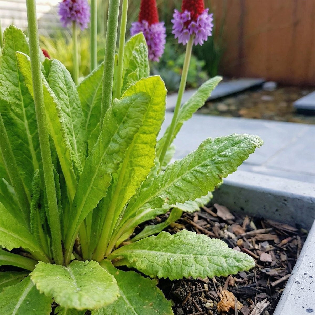 Lot de 6 - Primula Vialii - Primevère Orchidée - Floraison abondante - H. 10-20 cm - P. 9 cm - 2