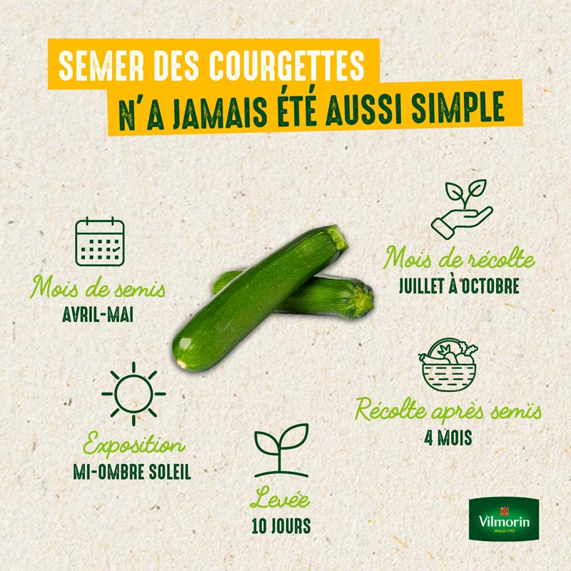 Courgette Anissa HF1 - Graines d'Exception - 3