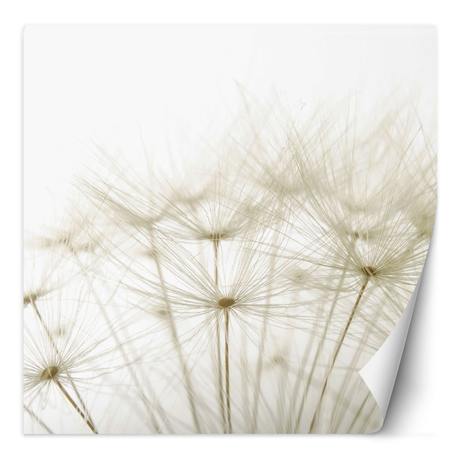 Fototapeta, Dmuchawce w bieli 300x300