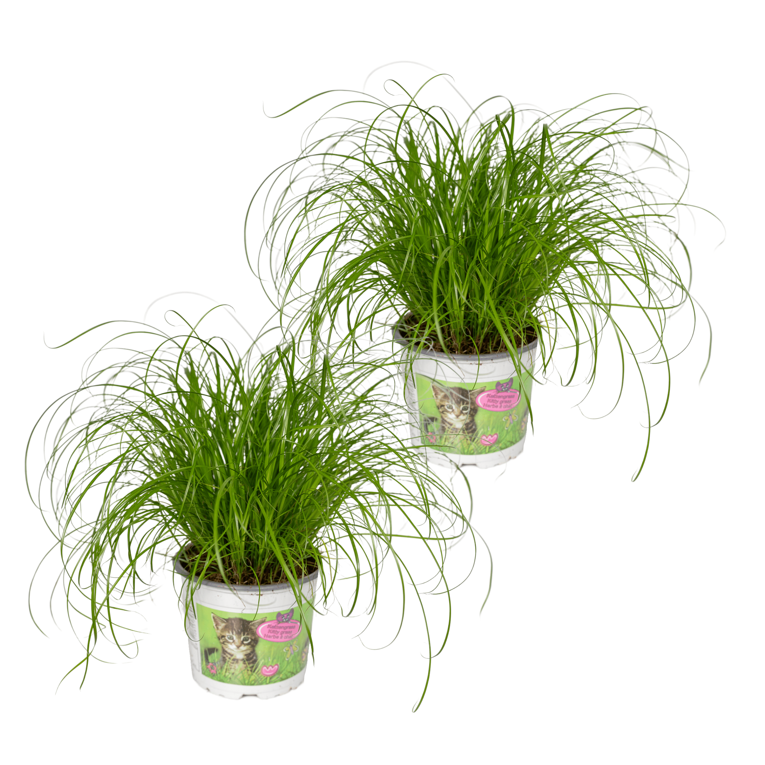 2x Cyperus Alternifolius Trawa dla Kota - Roślina doniczkowa - Ø12cm - 20cm
