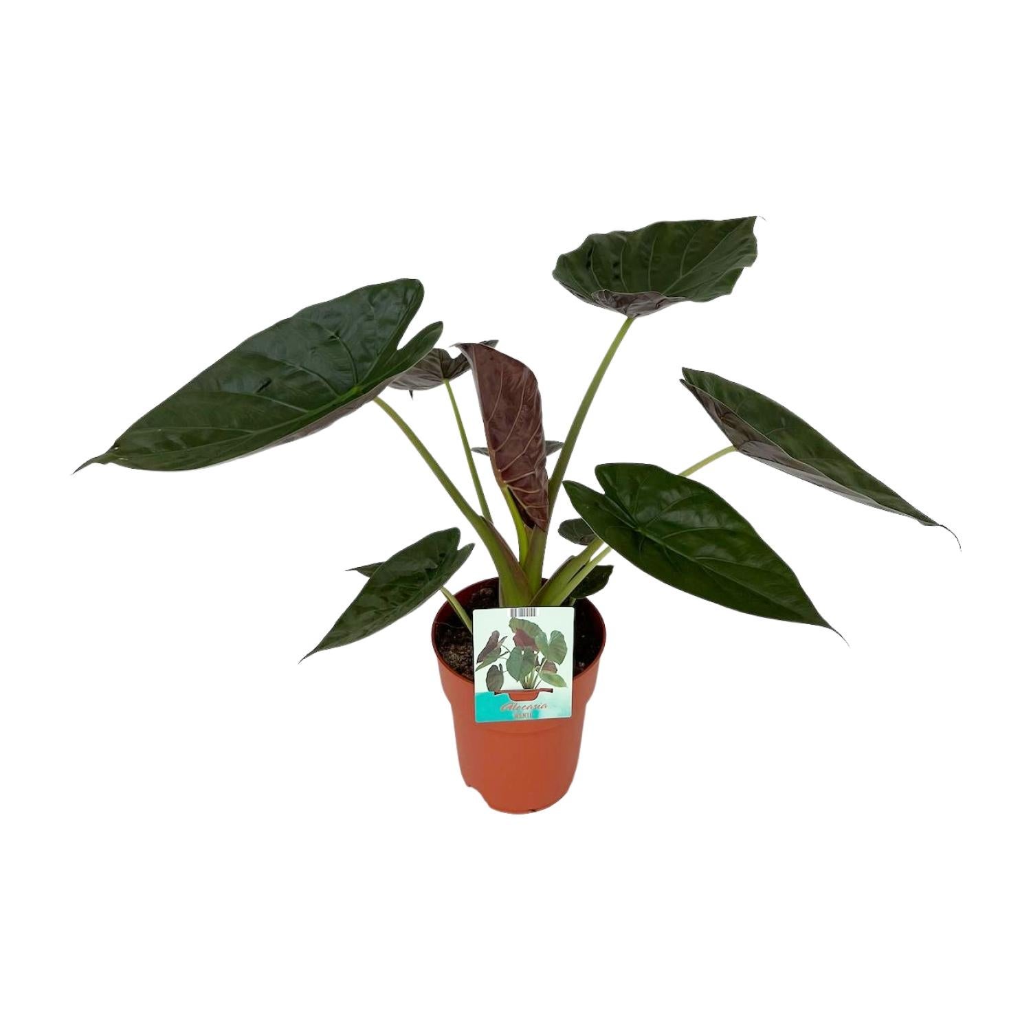 Alocasia Wentii - Roślina Tropikalna Doniczkowa Ø19cm Wys.85cm Liście Sercowate