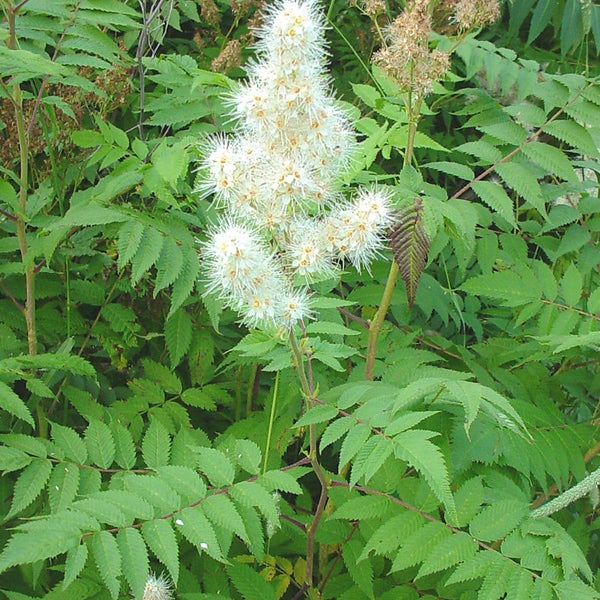 Sorbaria sorbifolia - Sorbaria sorbifolia - 40-60 cm pot - 2