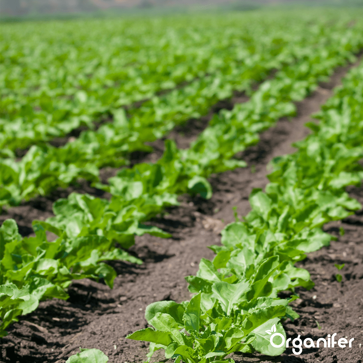 Bentonite Argile - Amendement De Sol - 20 Kg Pour 200 M2 - Organifer - 4