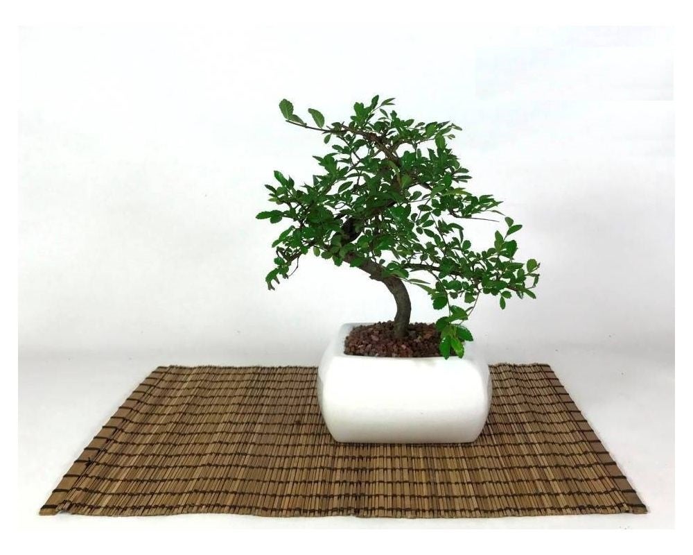 Bonsai Di Olmo A Forma Di Palla In Vaso Quadrato Bianco, 15 Cm - Pianta Vera Da Interno - 3