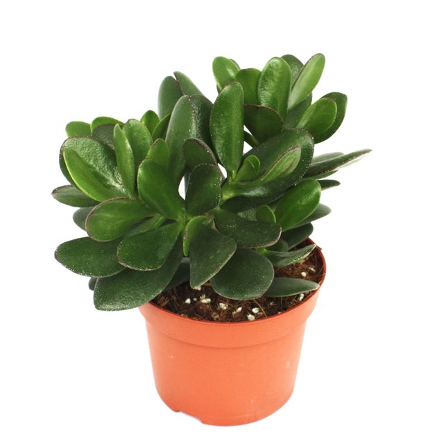 Crassula portulacea