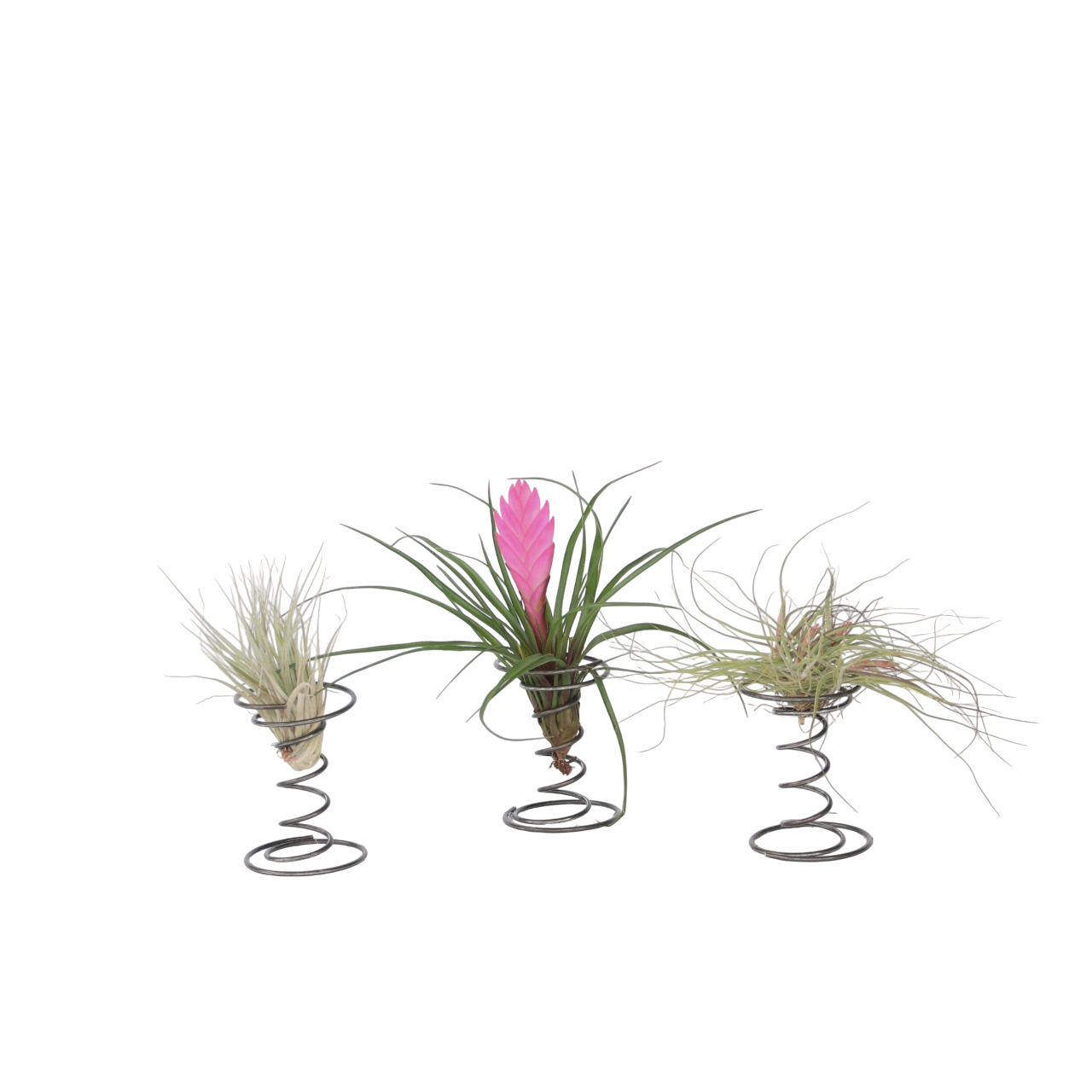 Lot De 3 Tillandsias Insolites – Festucoides, Funckiana & Fuchsii Gracilis – Plantes Aériennes Faciles
