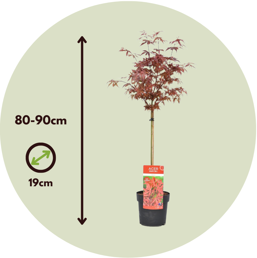 Érable du Japon - Acer palmatum 'Shaina' - Hauteur 80-90cm - ⌀19cm - 2