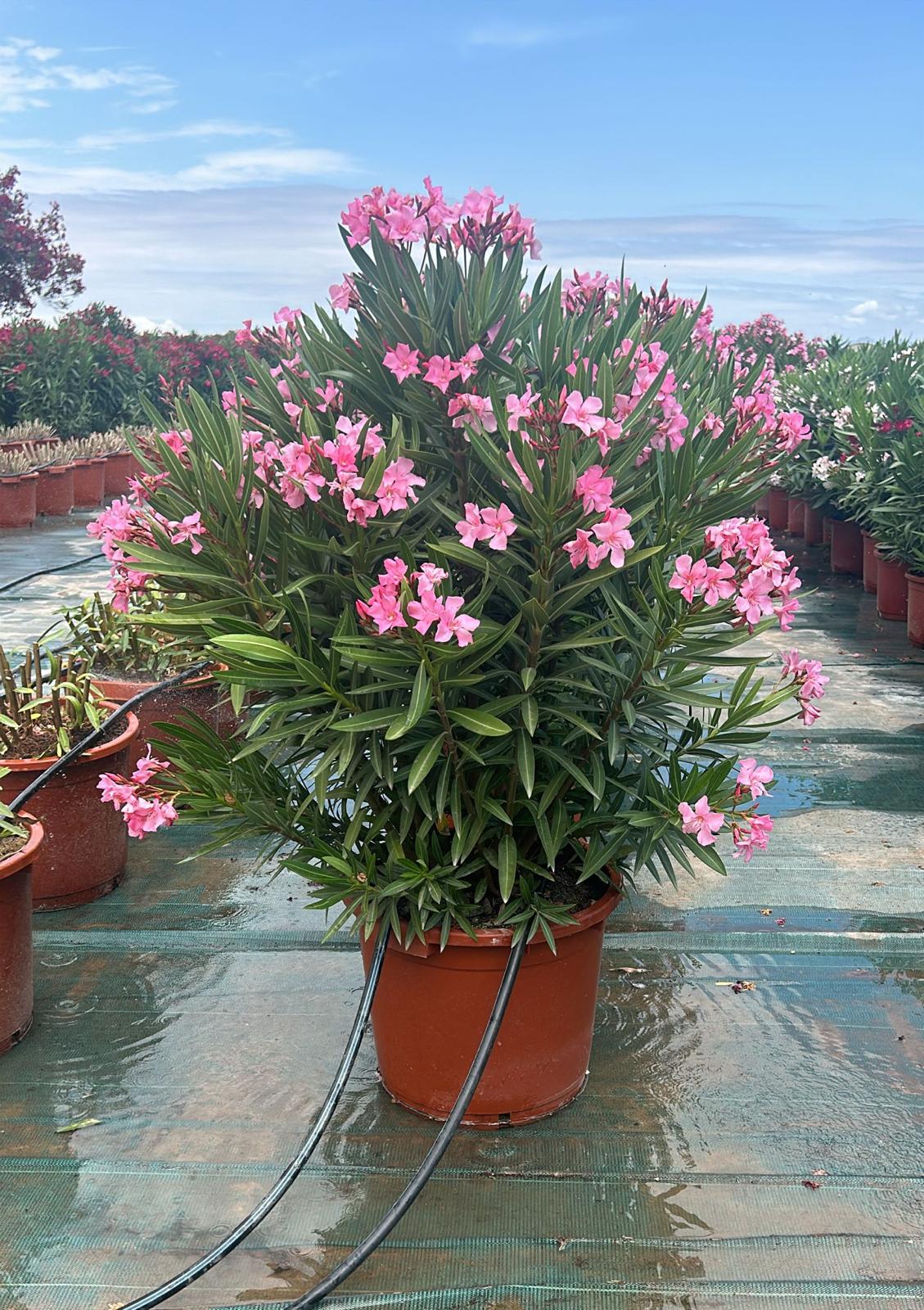 Laurier-rose rose - Nerium oleander - 140-160 cm | Leroy Merlin