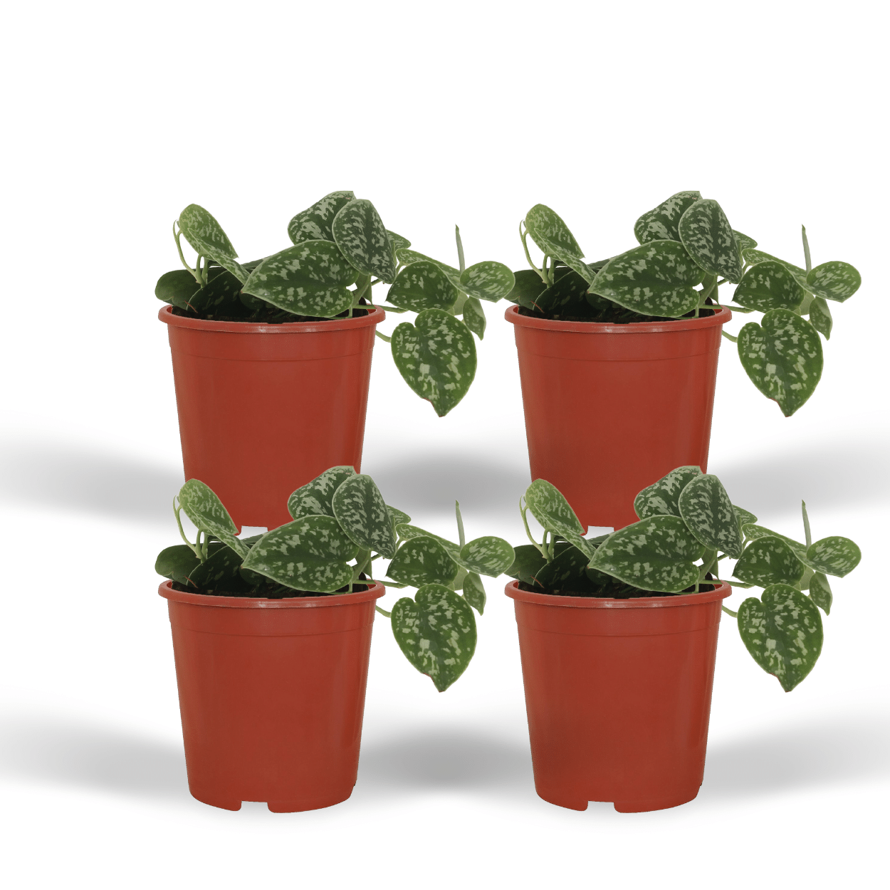 4x Scindapsus Pictus - Epipremnum 5 cm - Srebrzyste liście | Roślina doniczkowa