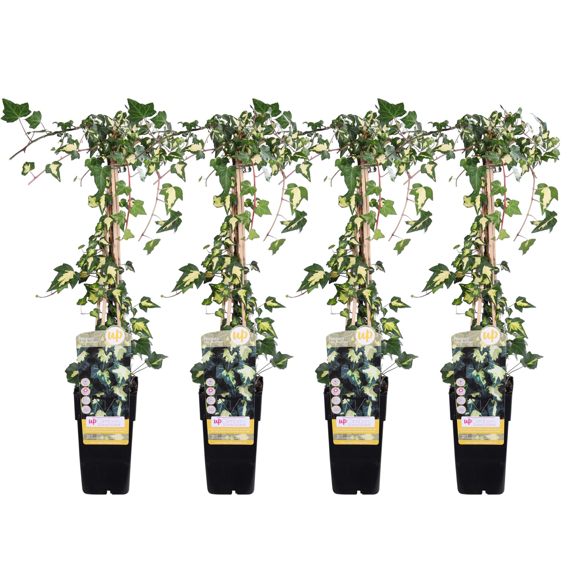 4x Hedera helix 'Goldheart' - Bluszcz pospolity pnący - 65 cm - Doniczka Ø15 cm