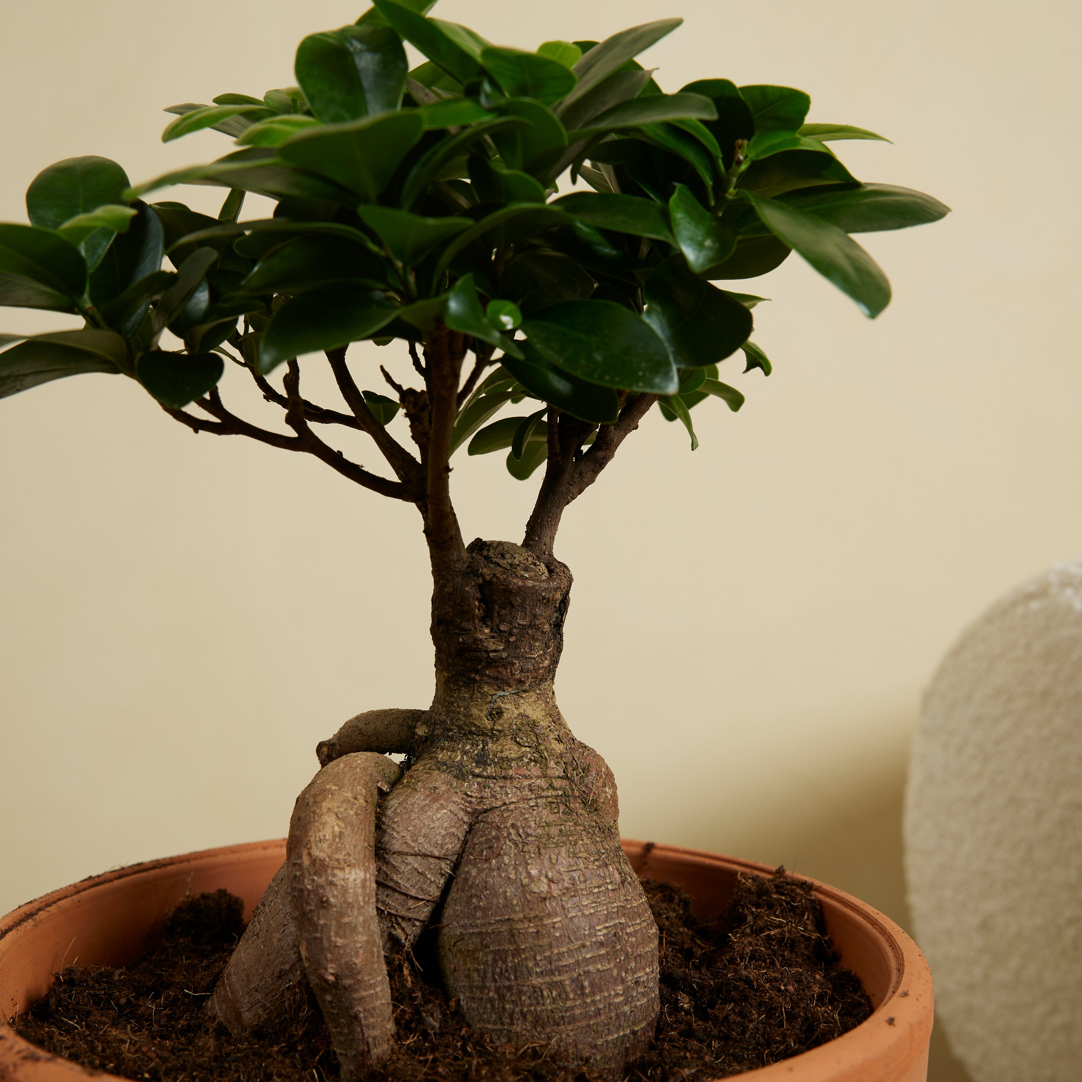Lot de 2 - Ficus Ginseng - Bonsaï - Plantes d'intérieur - Purifiant l'air - H. 30-40 cm - P. 17cm - 4