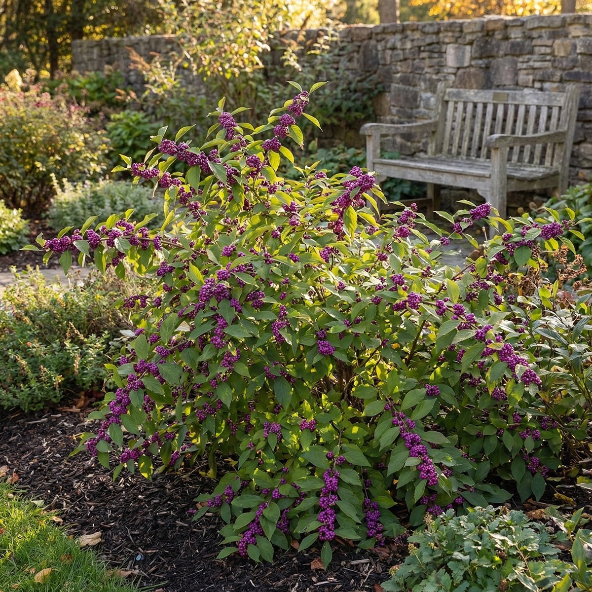 Callicarpa Liebespaar - Arbre aux bonbons - Plante de Jardin - Rustique - H. 90-110 cm - P. 26 cm - 2