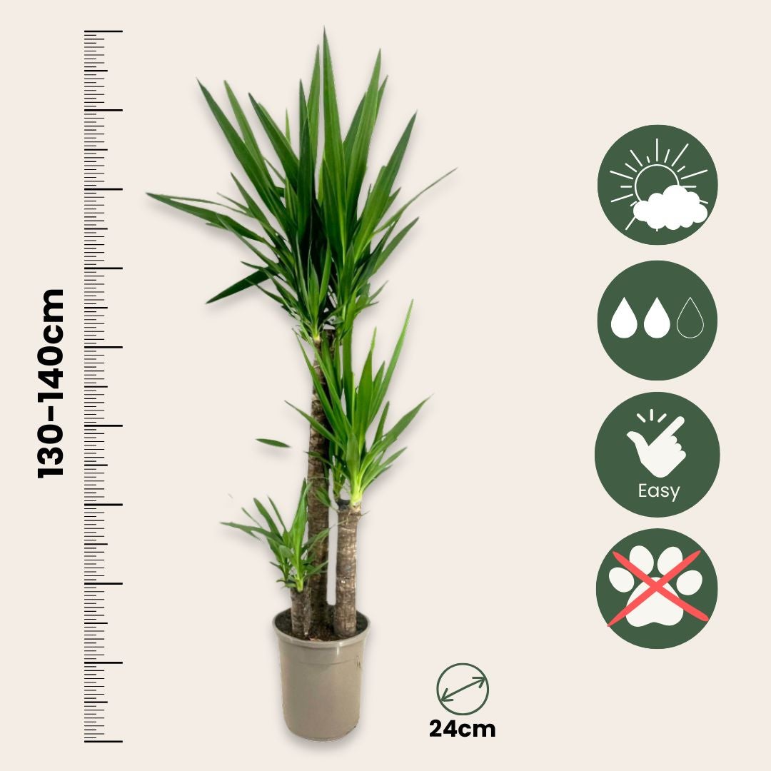 Pied d'éléphant - Yucca elephantipes - Hauteur 130-140cm - ⌀24cm - 2