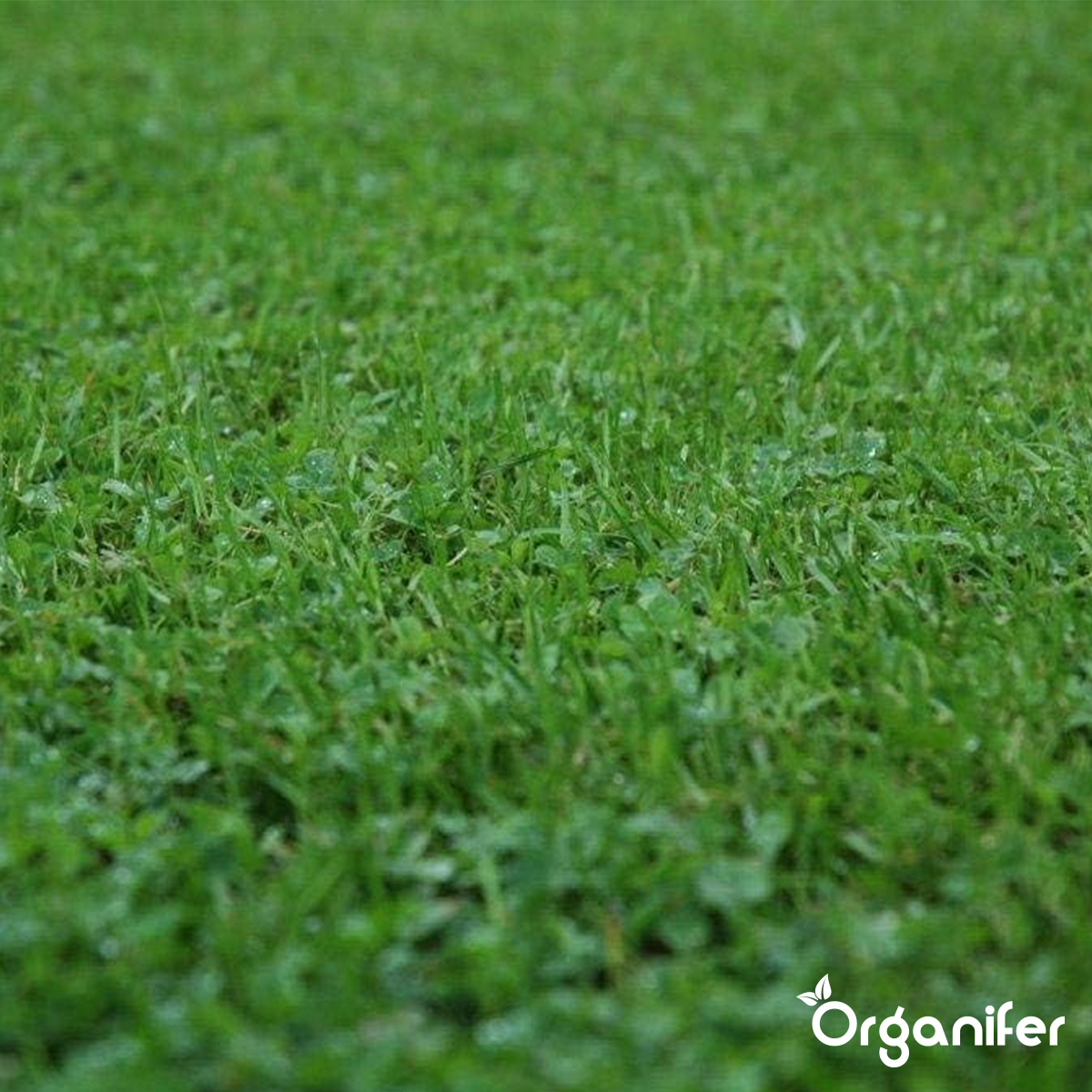 Gazon En Microtrèfle - Graines De Trèfle Pur - 1500 G Pour 750 M2 - Organifer - 7
