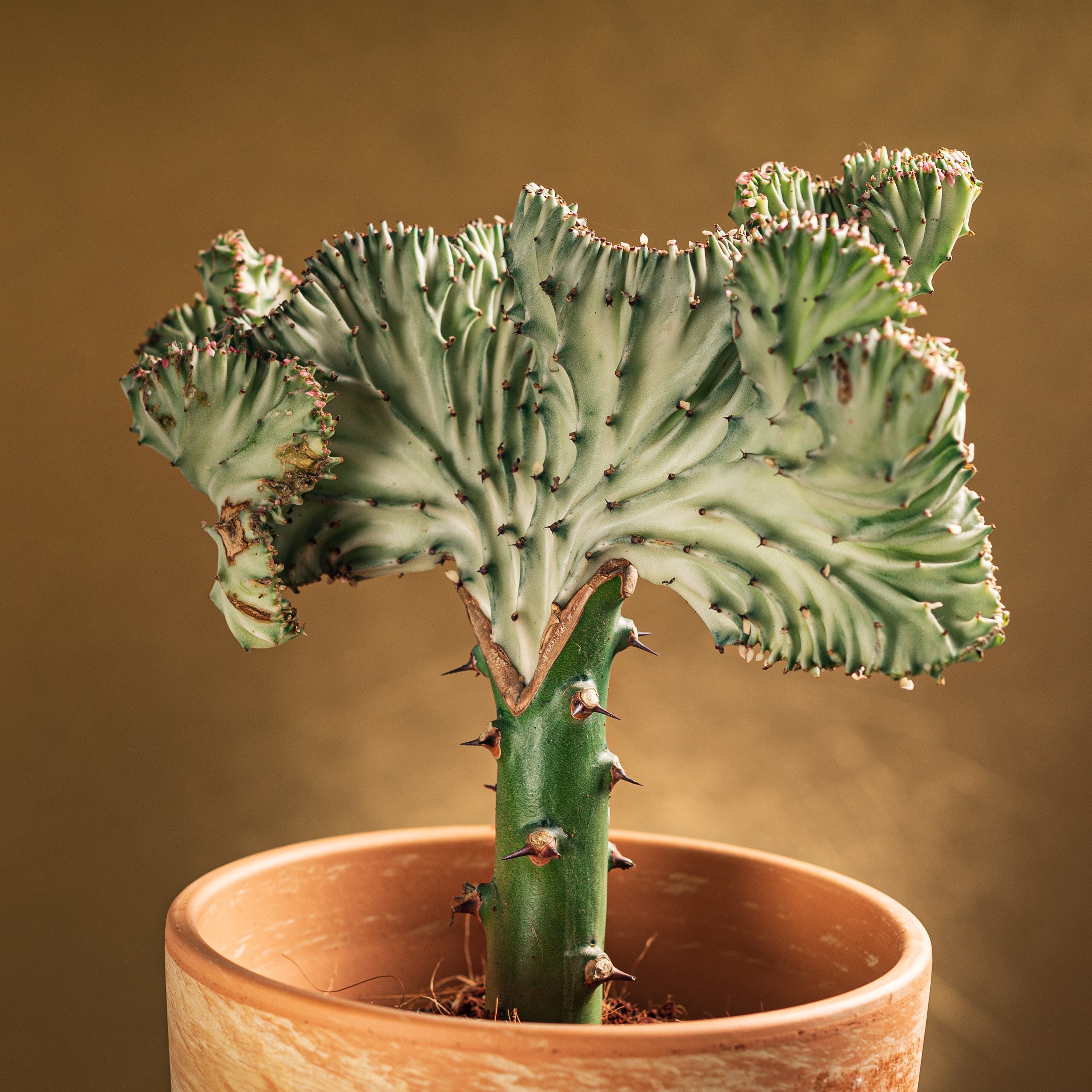Euphorbia Lactea Cristata - Euphorbe cristée - Plante d'intérieur - H. 20-30 cm - P. 11 cm - 2