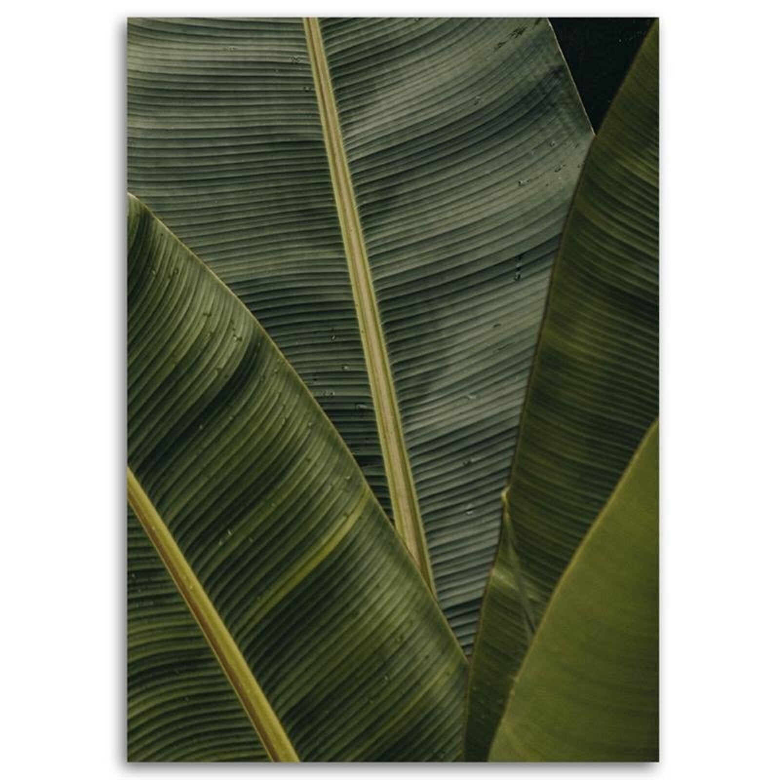 Tableau bois banane plante exotique - 70 x 100 cm - 2