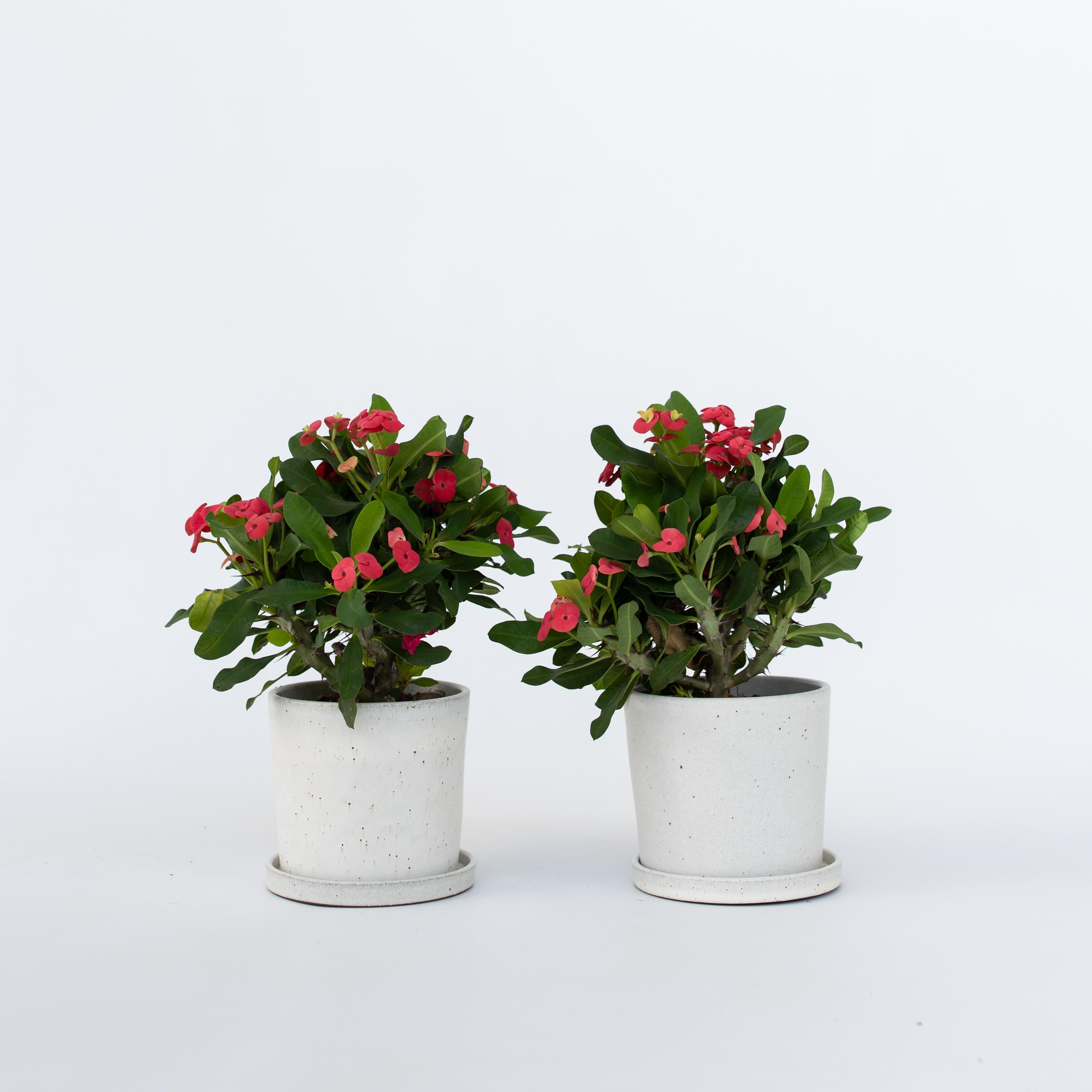 Euphorbe de Madagascar - Set de 2 - Euphorbia 'Milii' - Hauteur 25-35cm - ⌀13cm - 6