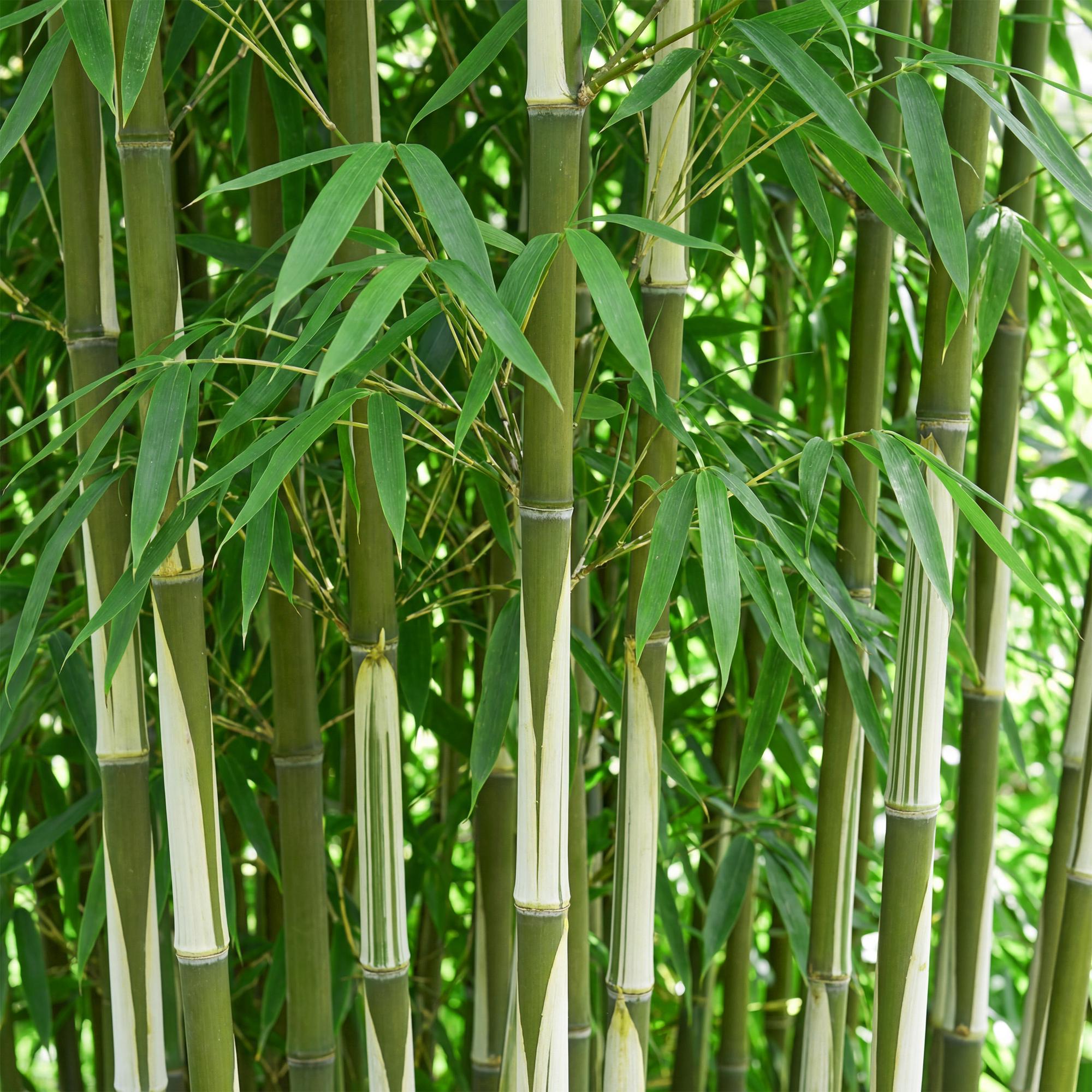 Bambú que no deja marcas - Fargesia robusta Pingwu - Verde (35 cm de ...