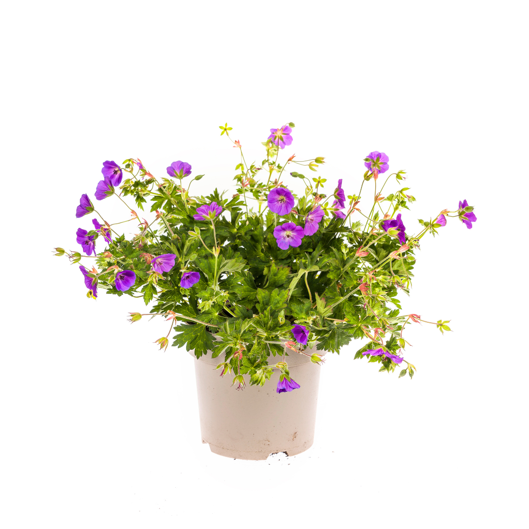 Geranium Rozanne morado perenne Ø19 cm altura 20-30 cm– ComfortXL