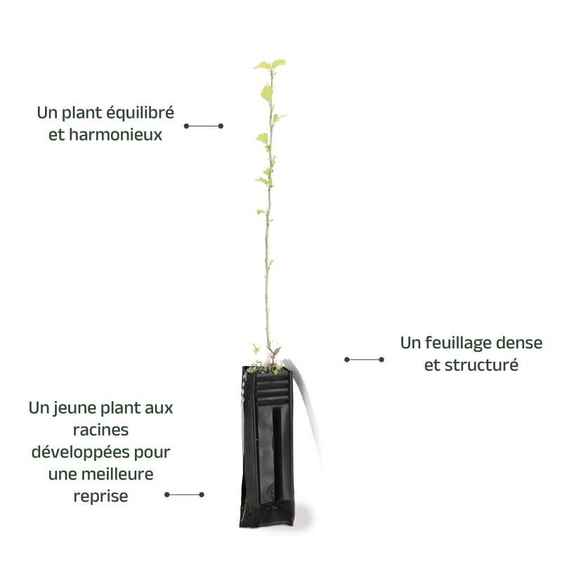 Hibiscus syriacus (Hibiscus syriacus) - Godet - Taille 20/40cm - Pépinières Naudet - 4