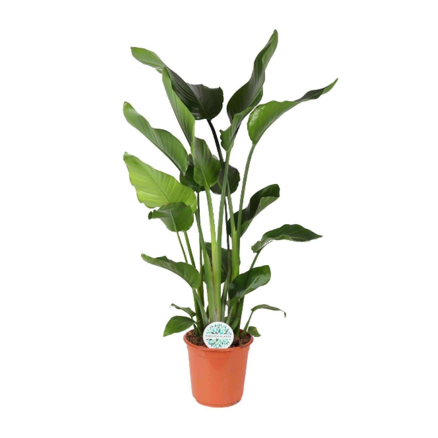 Strelitzia Nicolai 24 cm - Flor Ave do Paraso 110 cm - Planta interior  fcil cuidado | Leroy Merlin