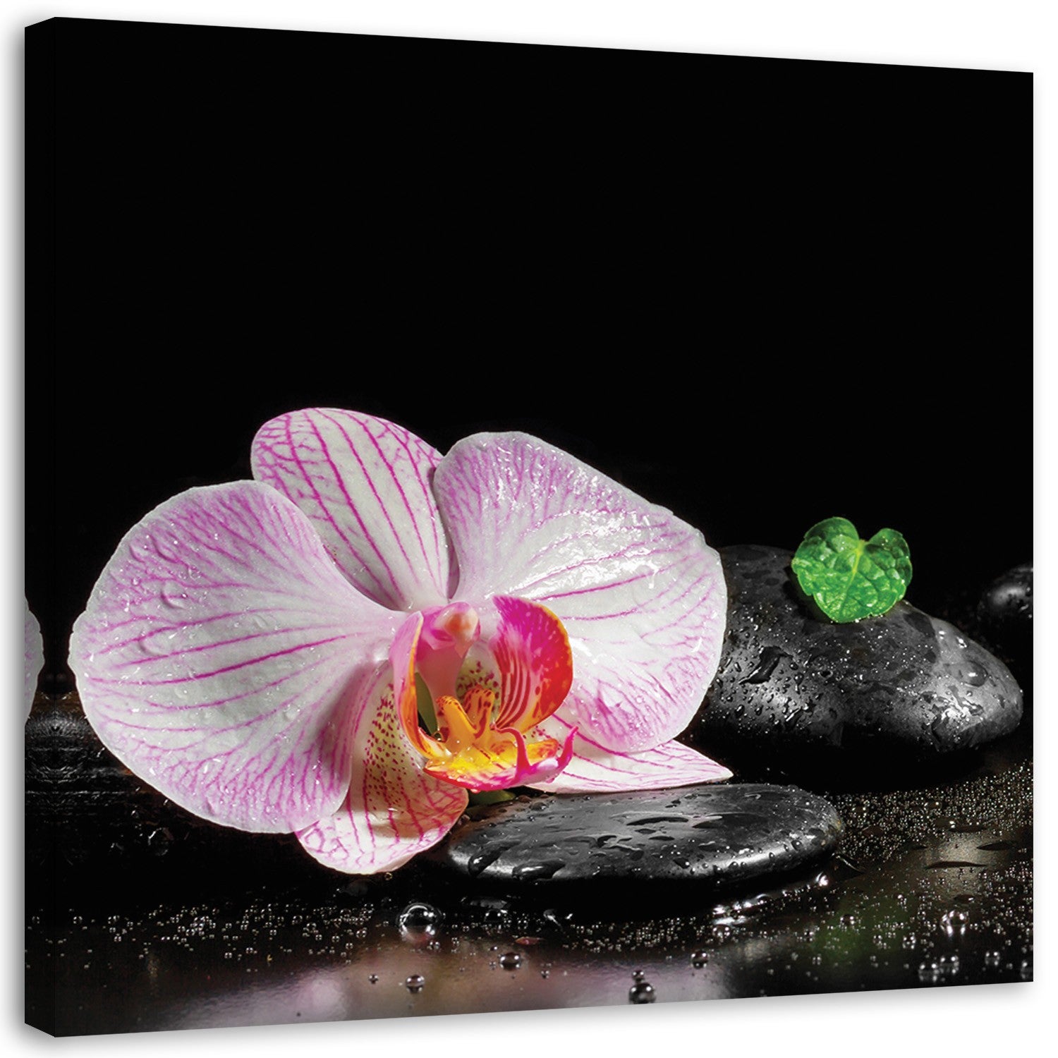 Obraz na płótnie, Kwitnąca orchidea zen 60x60
