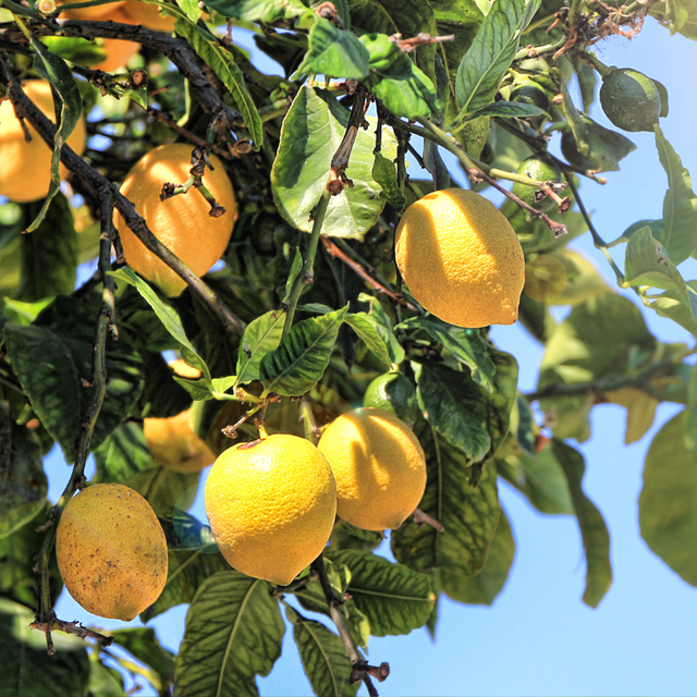 Citronnier 4 Saisons - Citrus 4 Saisons mini tige 50/60 cm Pot 19cm