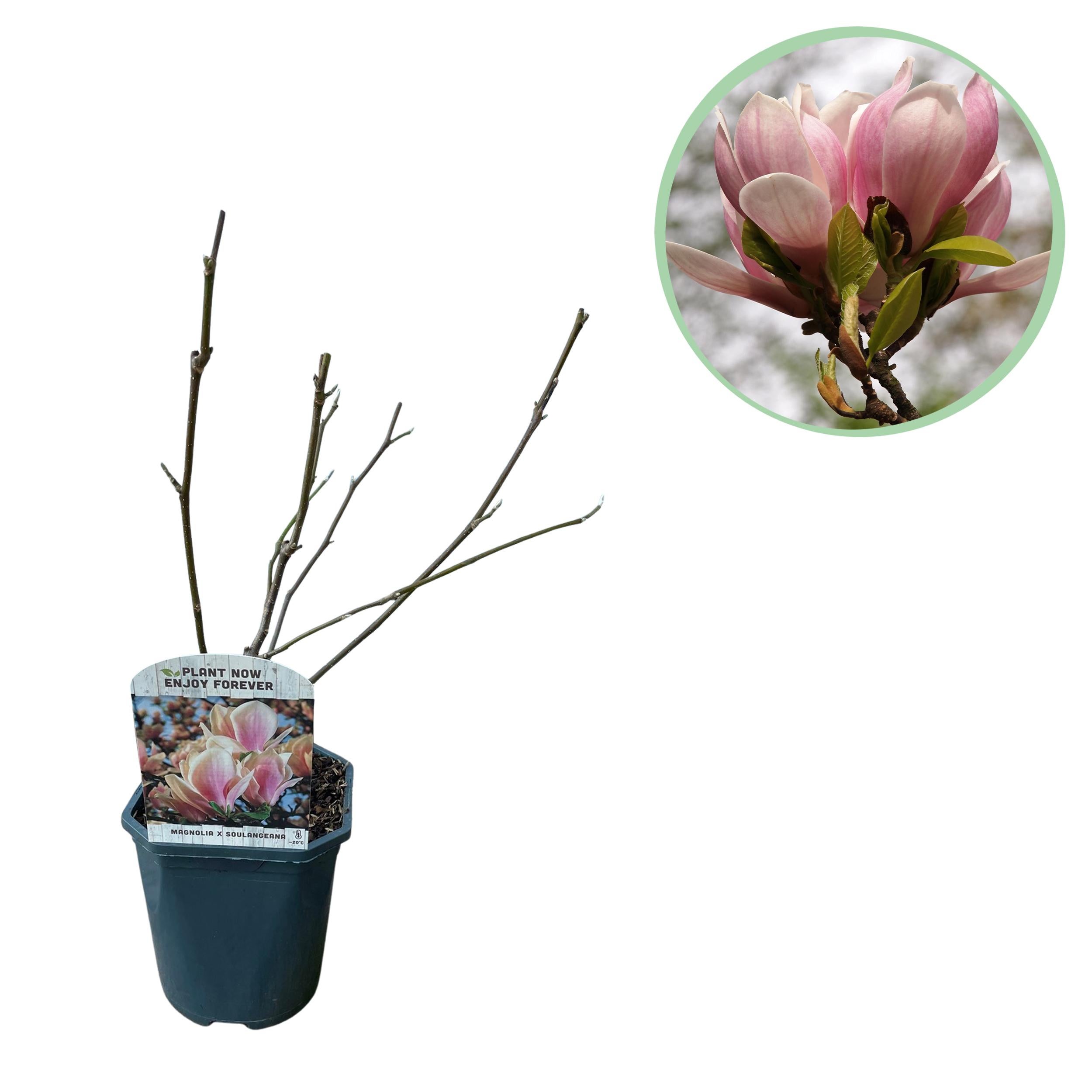 Magnolia Soulangiana – Krzew kwitnący – Kwiaty różowe – 1 roślina – Liściasty – Niska pielęgnacja – Doniczka 17 cm – Wysokość 45 cm