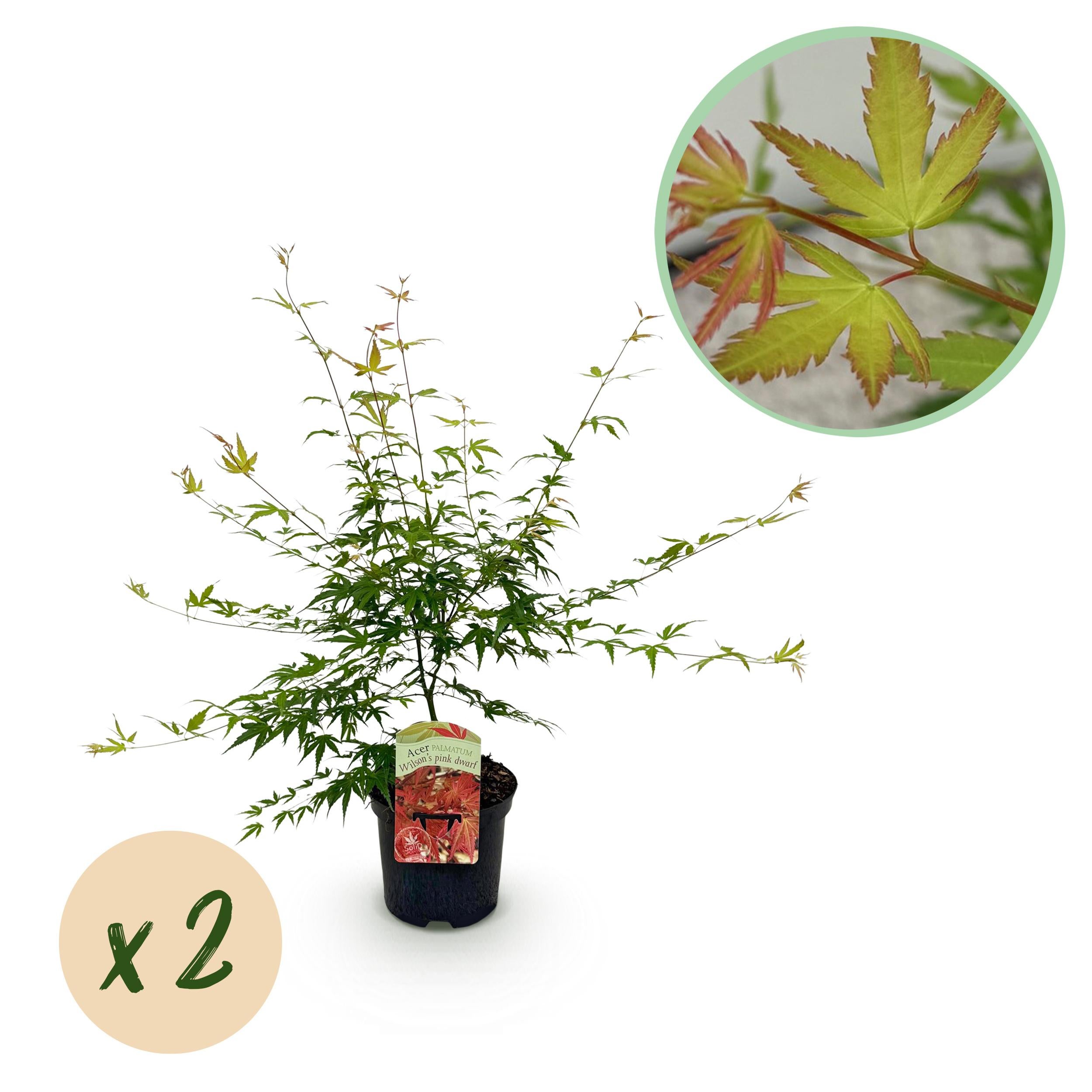 Green boutiQ Klon Japoński Acer palmatum Pink Dwarf – 2 rośliny – Doniczka 19 cm – Wysokość 70 cm