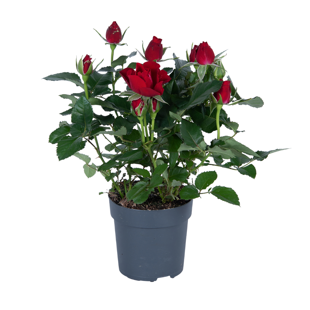 Plante à fleurs (Rosa rood) - Ø17cm - ↕45cm – ComfortXL Green | Leroy ...