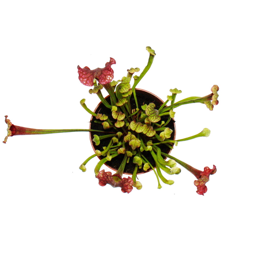 Plante tubulaire - Sarracenia 