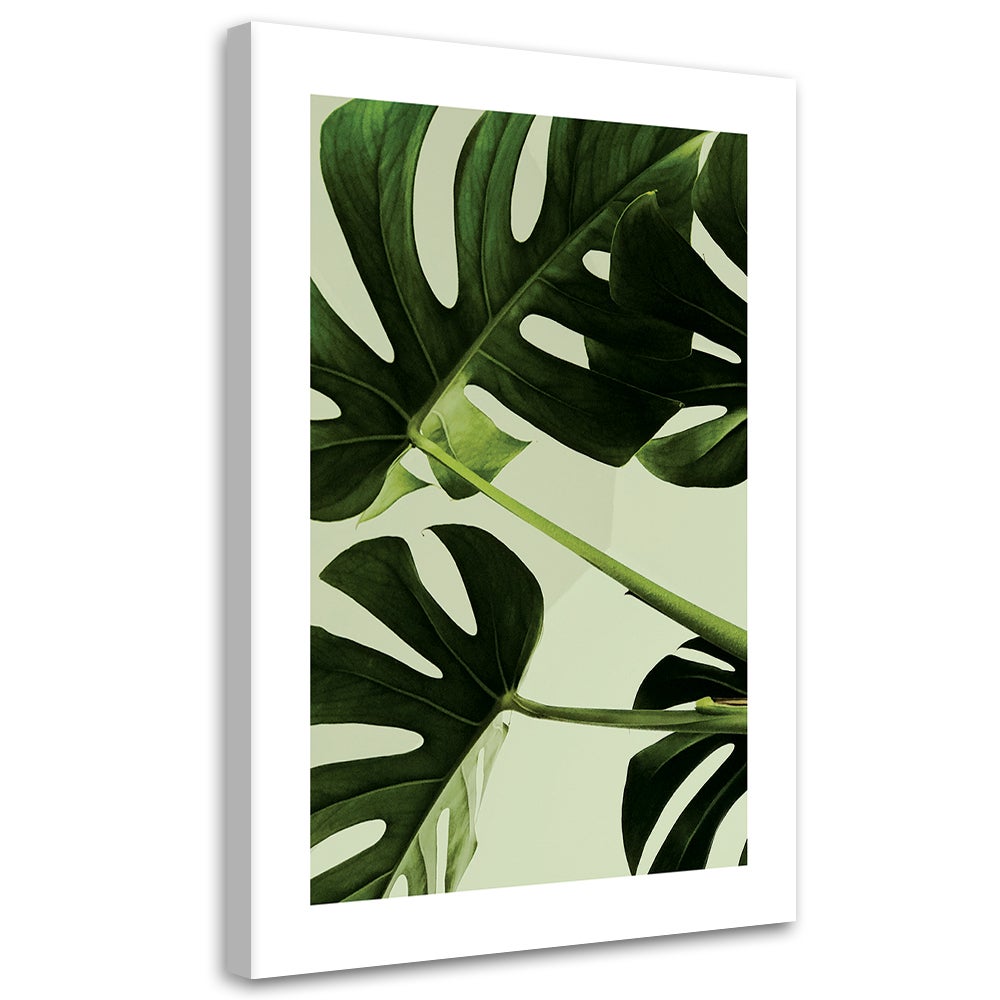 Obraz na płótnie, Zielone liście monstera 40x60
