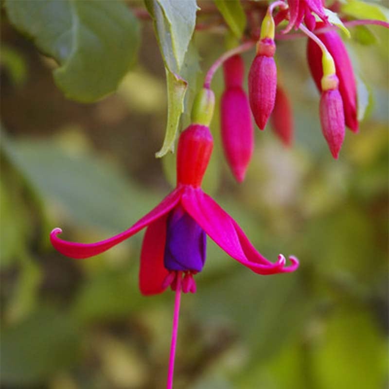 Fuchsia de Magellan 'Genii' Pot de 2L/3L | Leroy Merlin