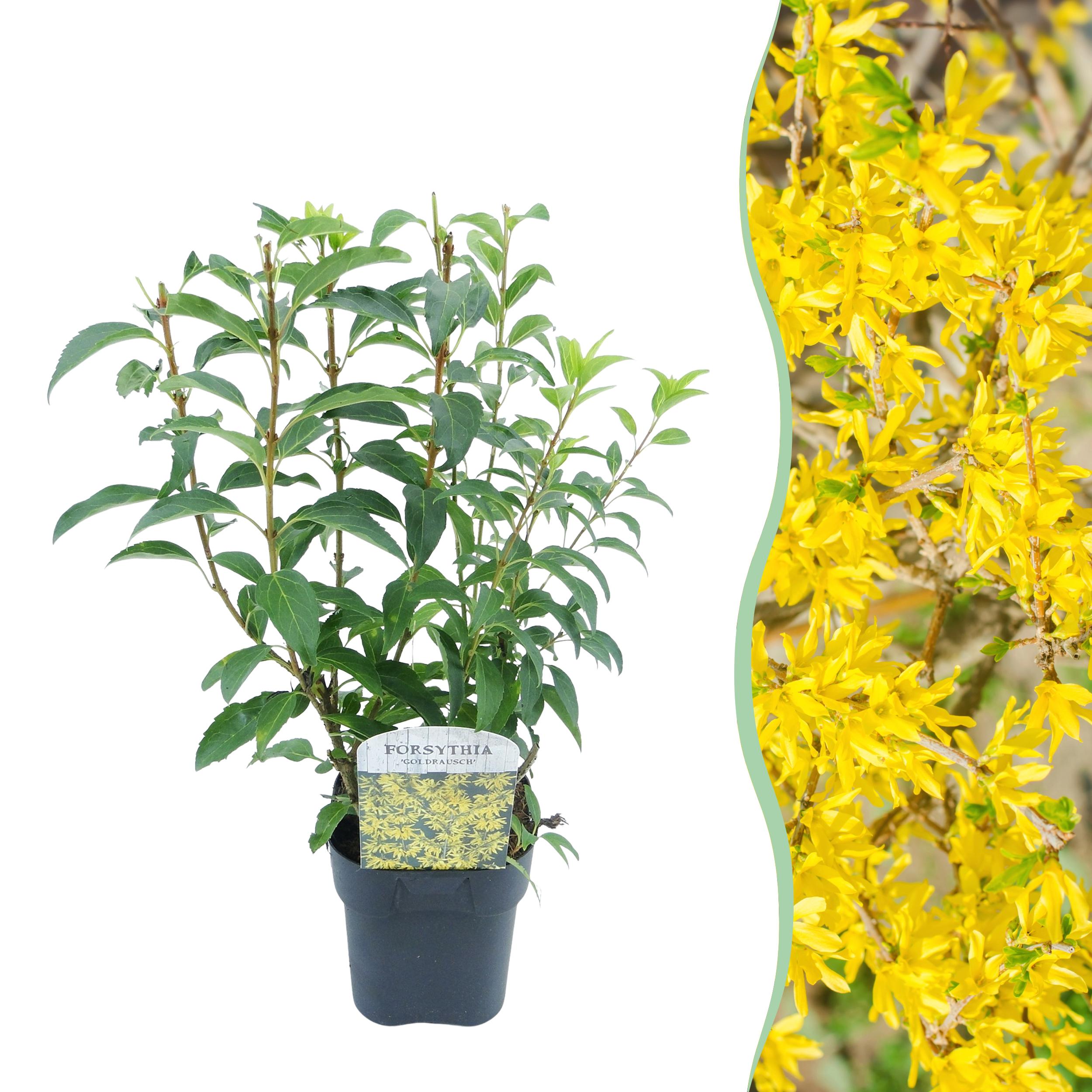 Forsythia intermedia Goldrausch – Forsycja ozdobna – Kwiaty żółte – 1 roślina – Liściasty – Niska pielęgnacja – Doniczka 17 cm – Wysokość 45 cm