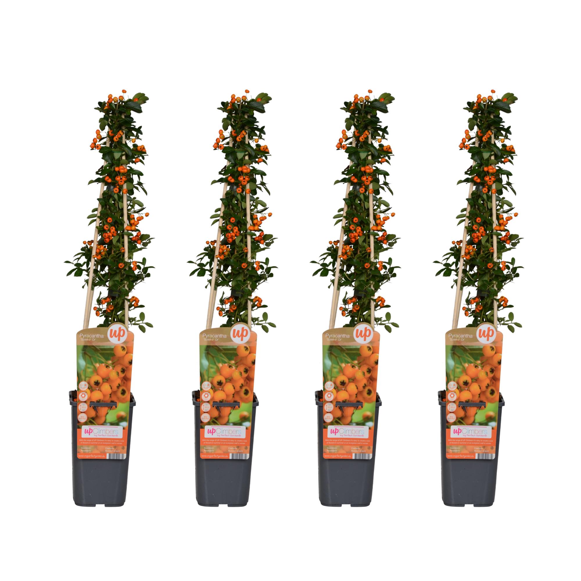 Pyracantha Soleil dOr - Krzew kolczasty liście zielone - Wys. 65 cm, Doniczka Ø15 cm