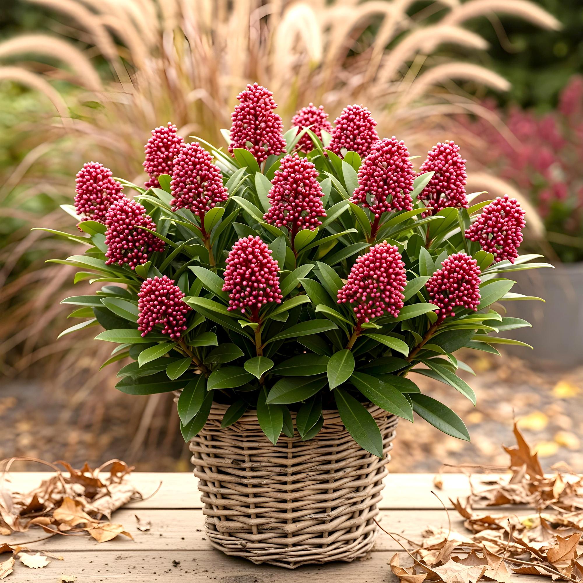 Skimmia du Japon 'Rubella' - arbuste persistant d'ombre - Pot de 19cm ...