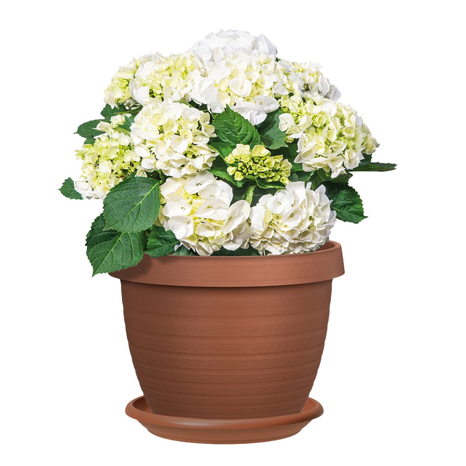 Scheurich Set de 3 pots à fleurs Country Star 40 avec soucoupes, en plastique coloris: terre cuite, 39 cm de diamètre, 30 cm de hauteur, 21,5 l vol. - 2