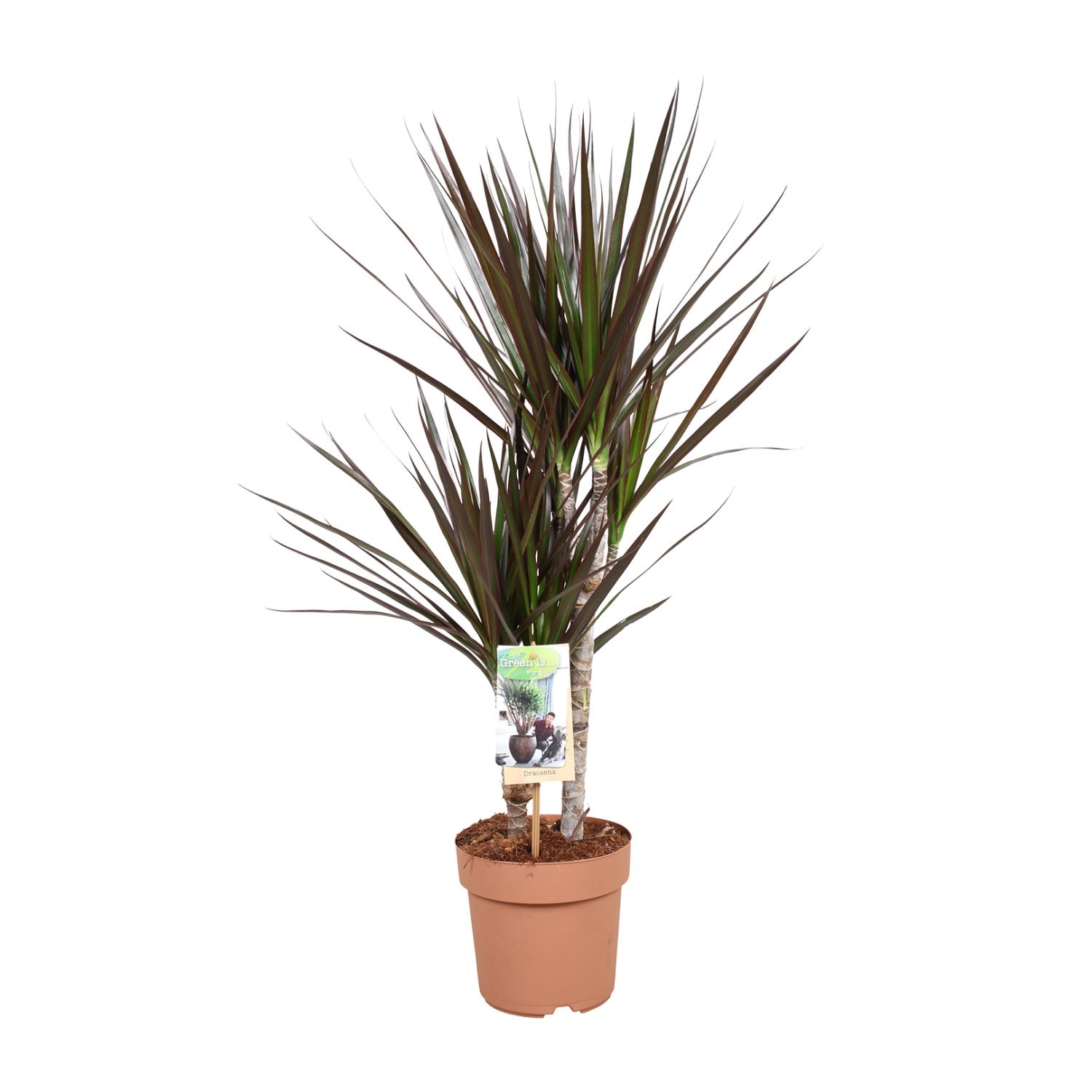 Dracaena Magenta roślina doniczkowa – Doniczka Ø17cm – Wysokość 80cm – Elegancka i łatwa w pielęgnacji