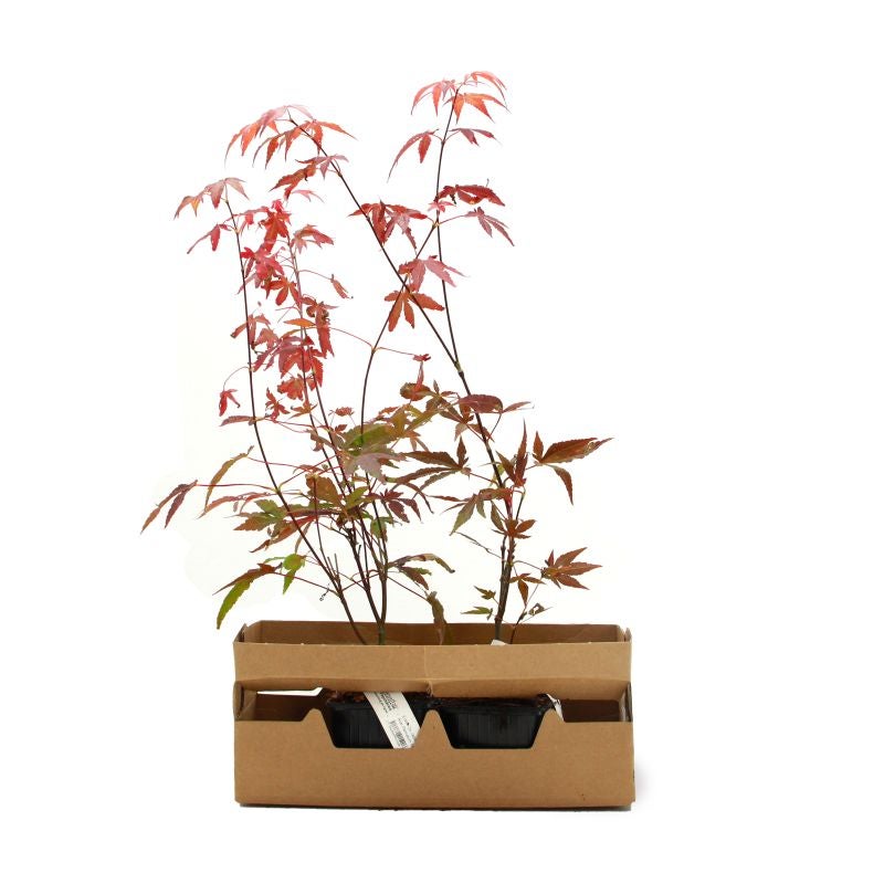 Érable du Japon 'Atropurpureum' (Acer palmatum 'Atropurpureum') - Godet 9cm - Taille 20/40cm - Pépinières Naudet - 4