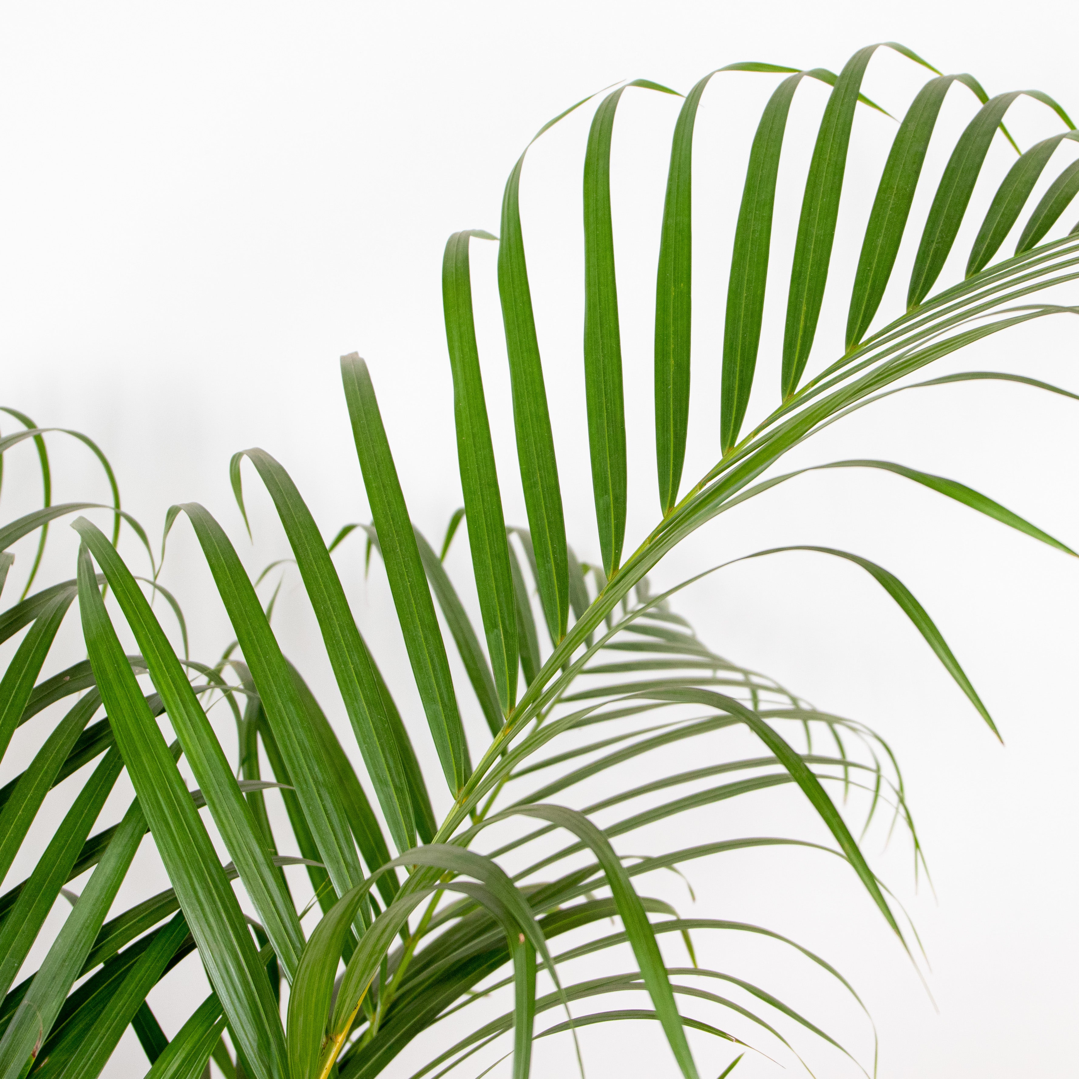 Dypsis Lutescens - Palmier Areca - Plantes d’intérieur - Dépolluante - H. 100-110 cm - P. 21 cm - 3